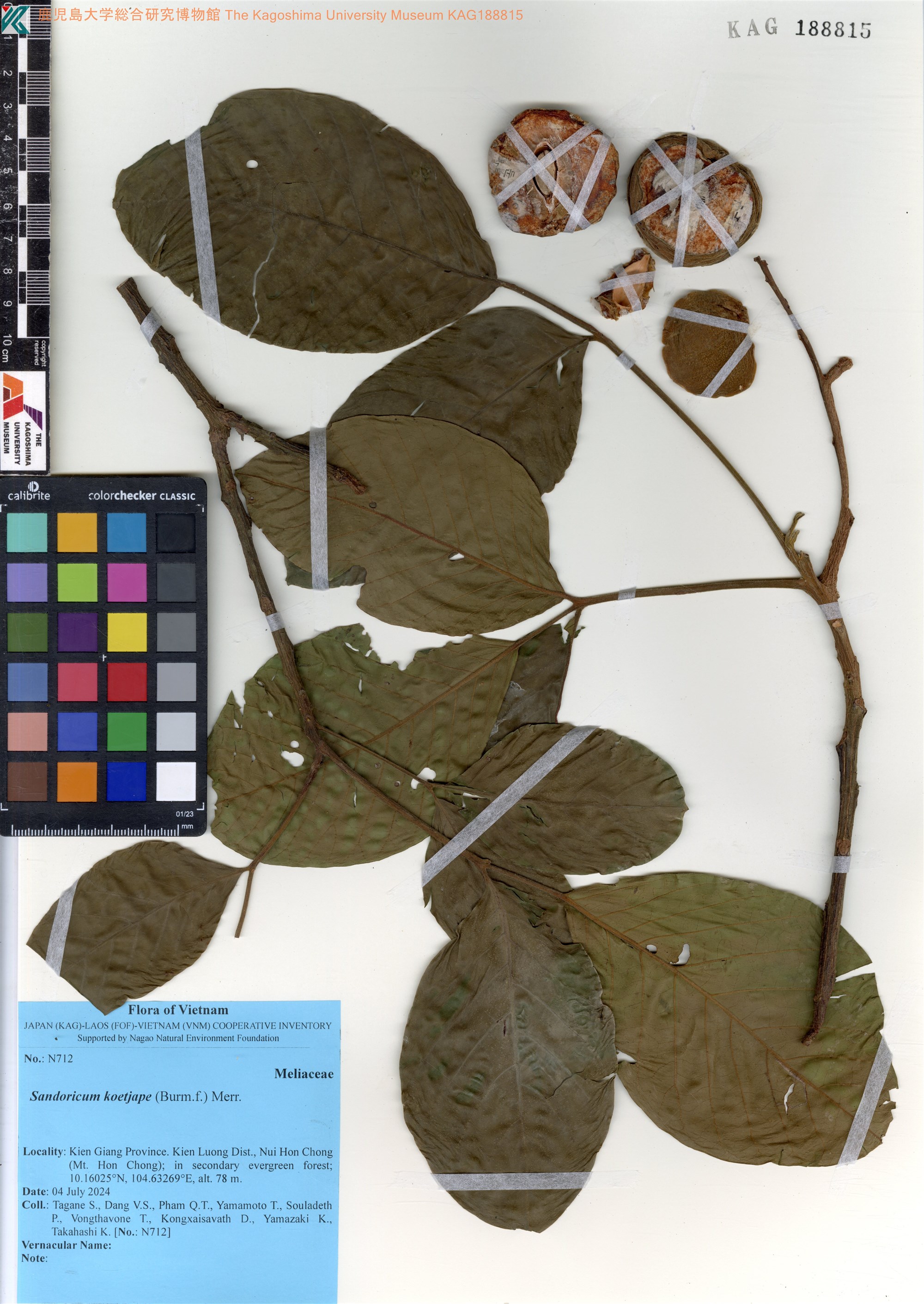 Sandoricum koetjape — ảnh 2