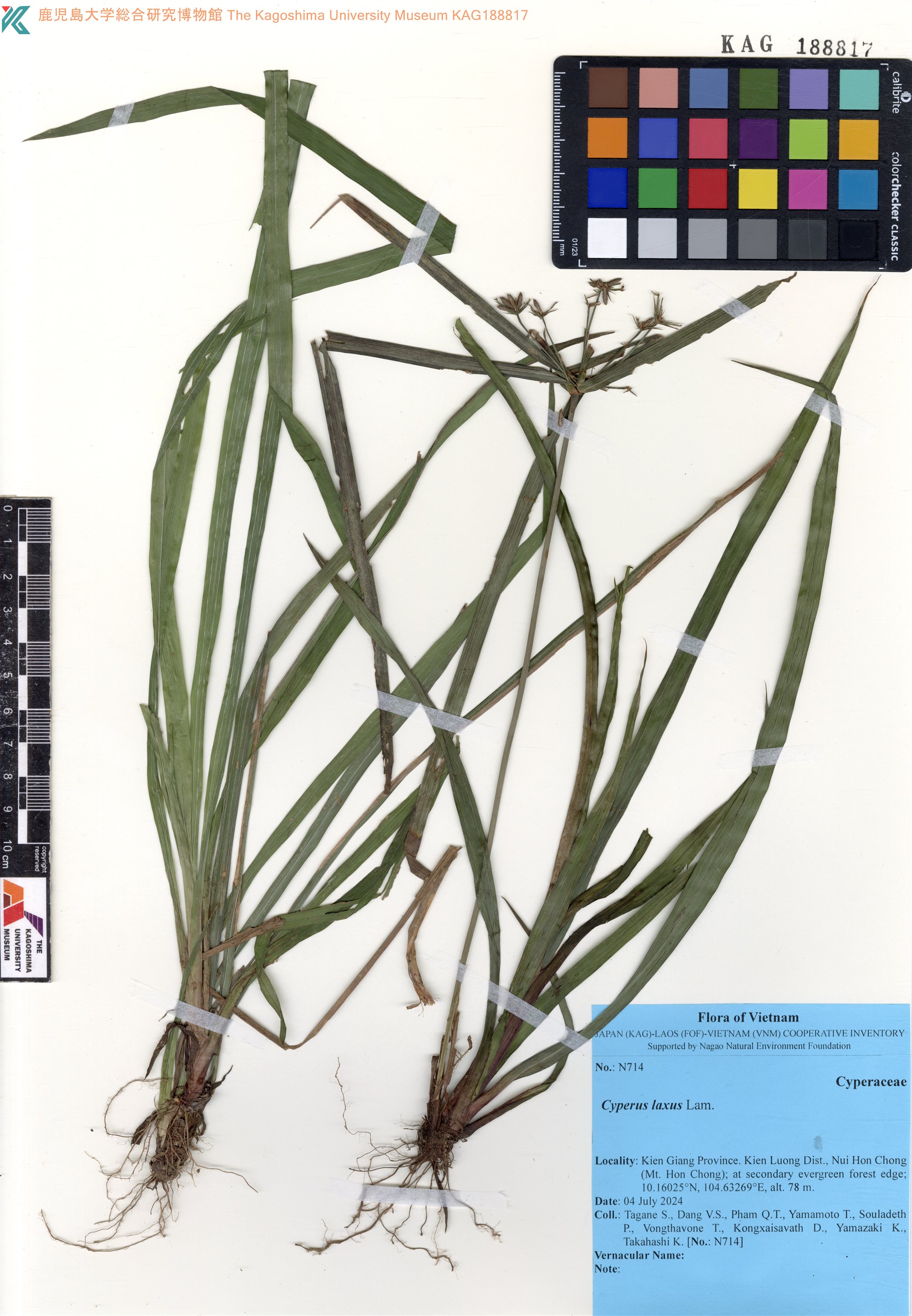 Cyperus laxus (Cyperus laxus)