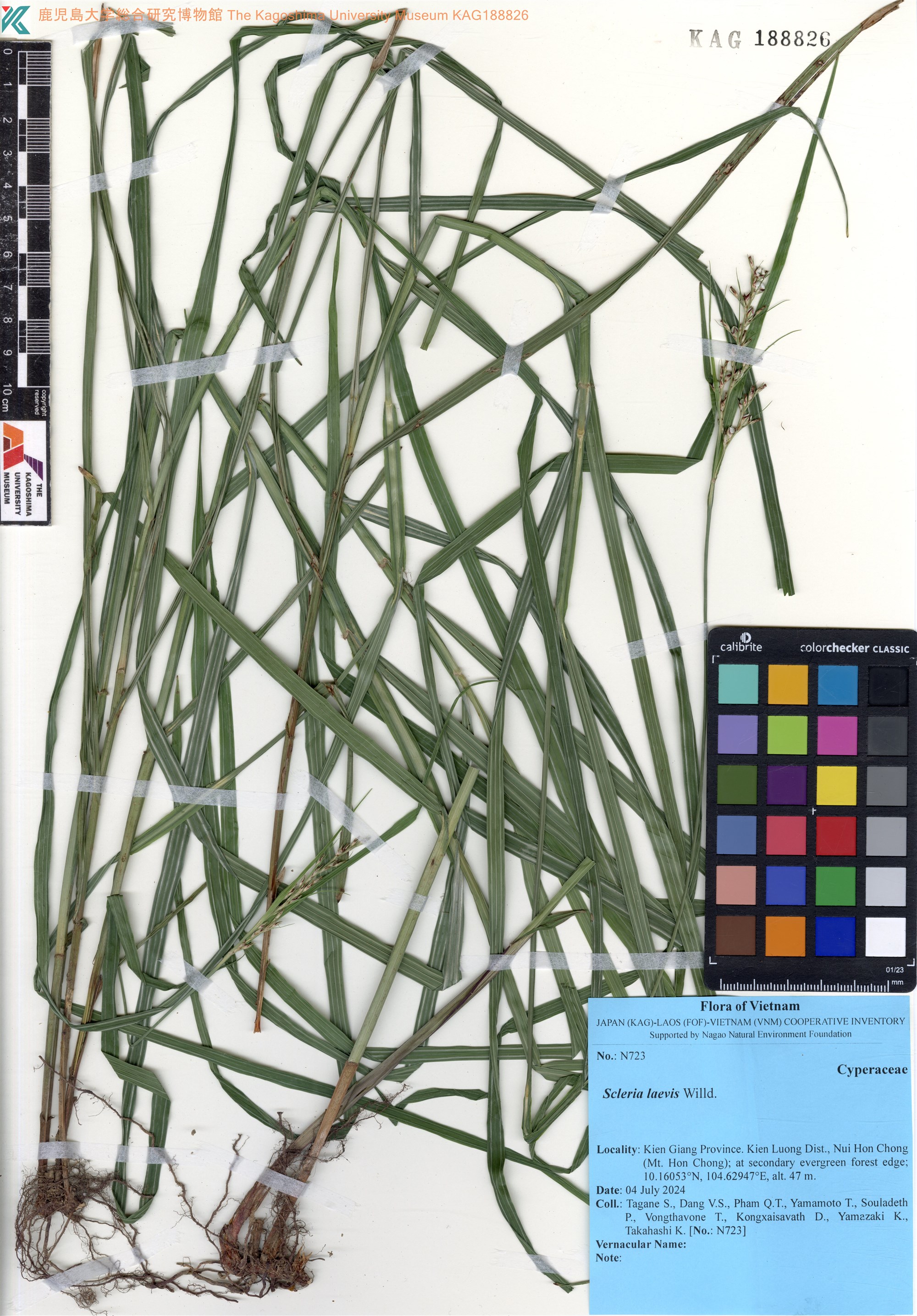 Scleria levis (Scleria levis)