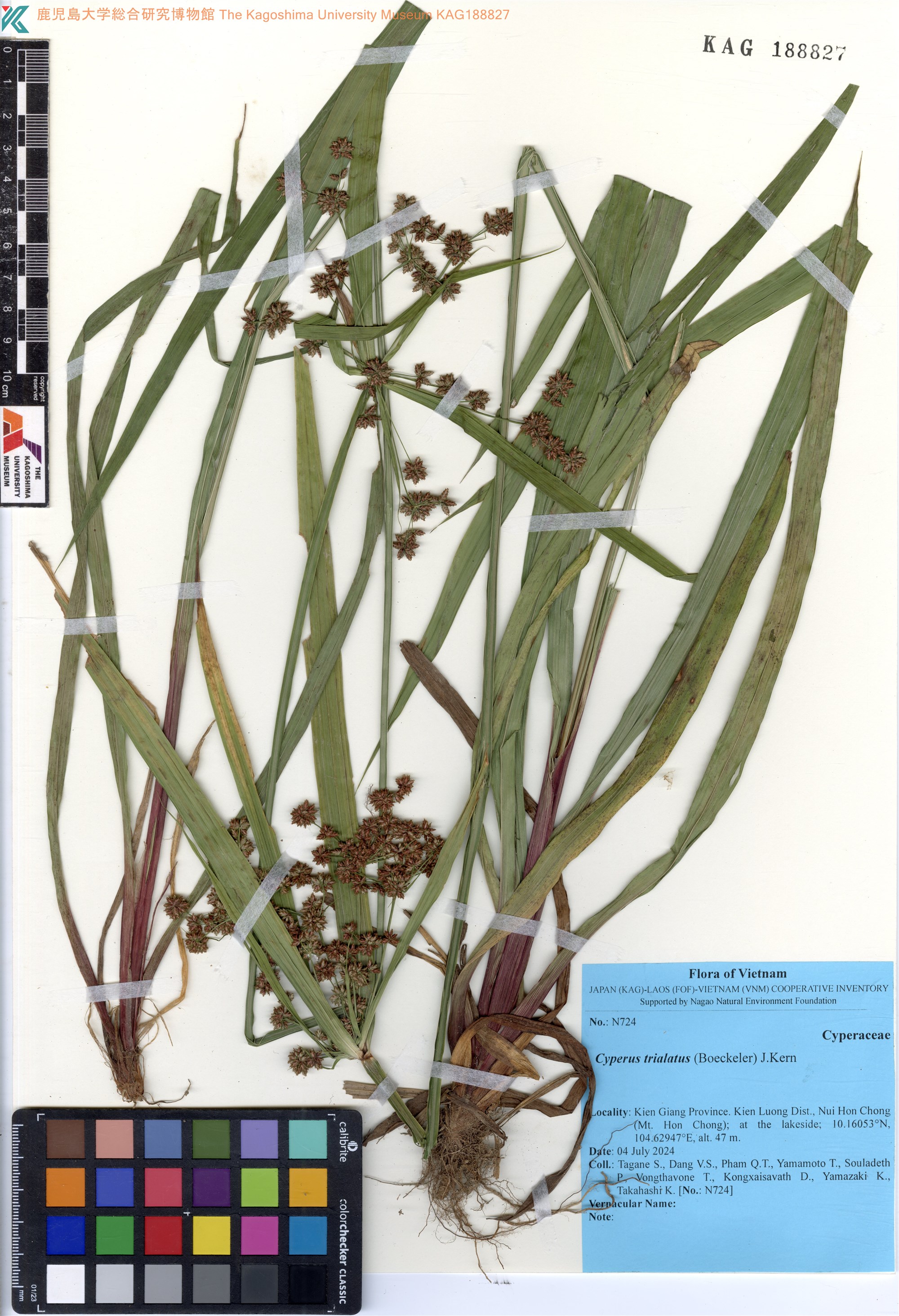Cyperus trialatus (Cyperus trialatus)