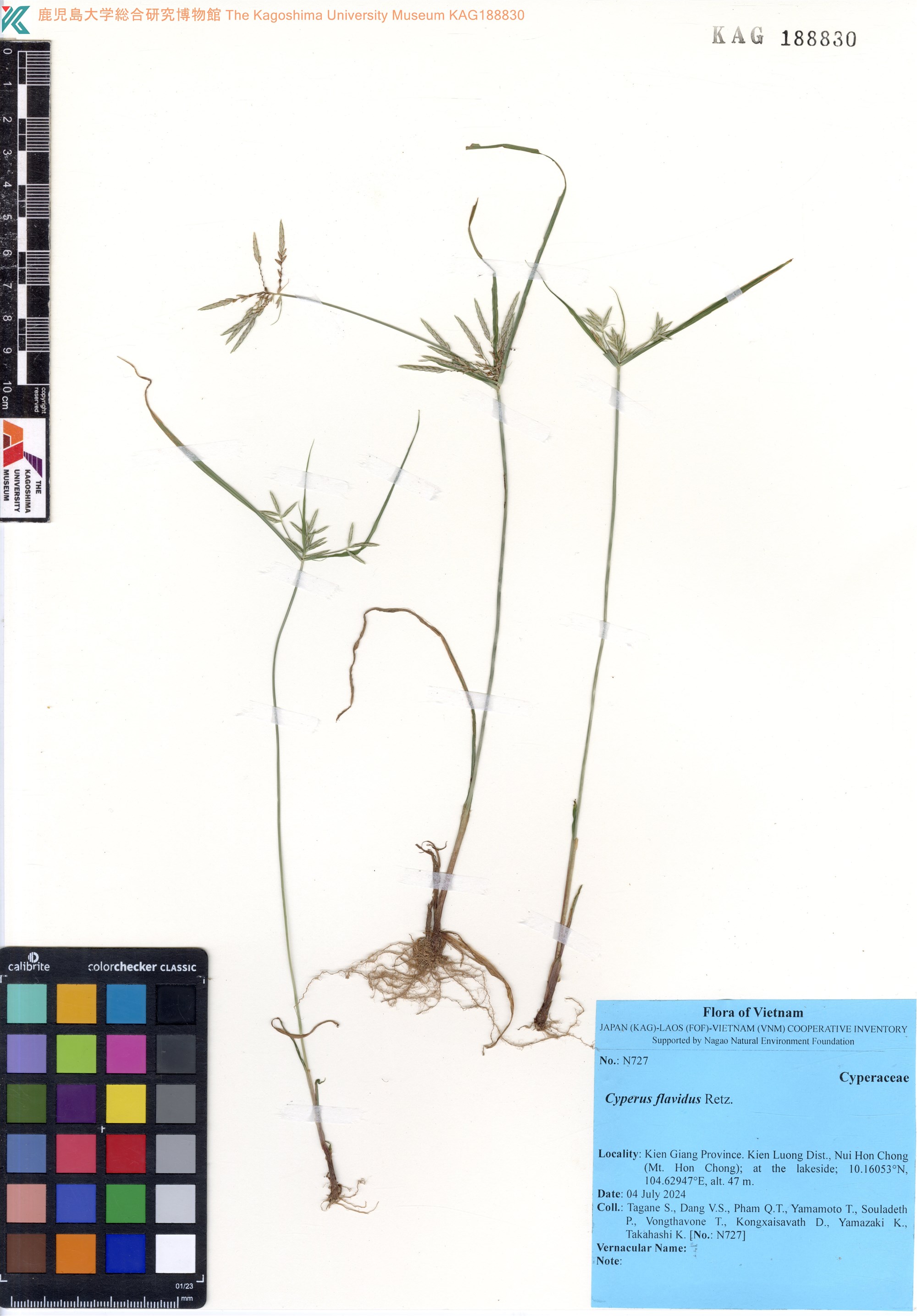 Cyperus flavidus (Cyperus flavidus)