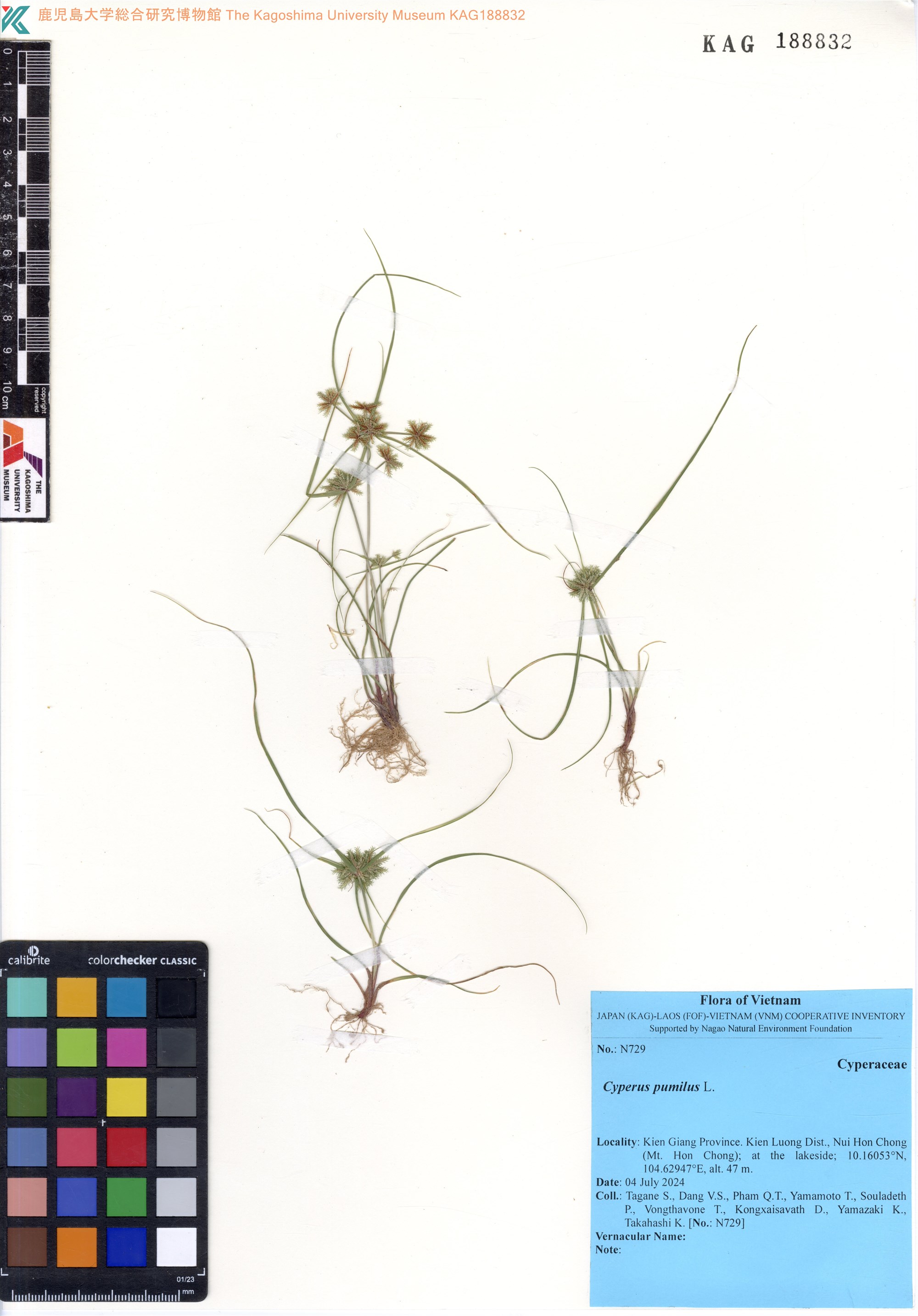 Cyperus pumilus (Cyperus pumilus)