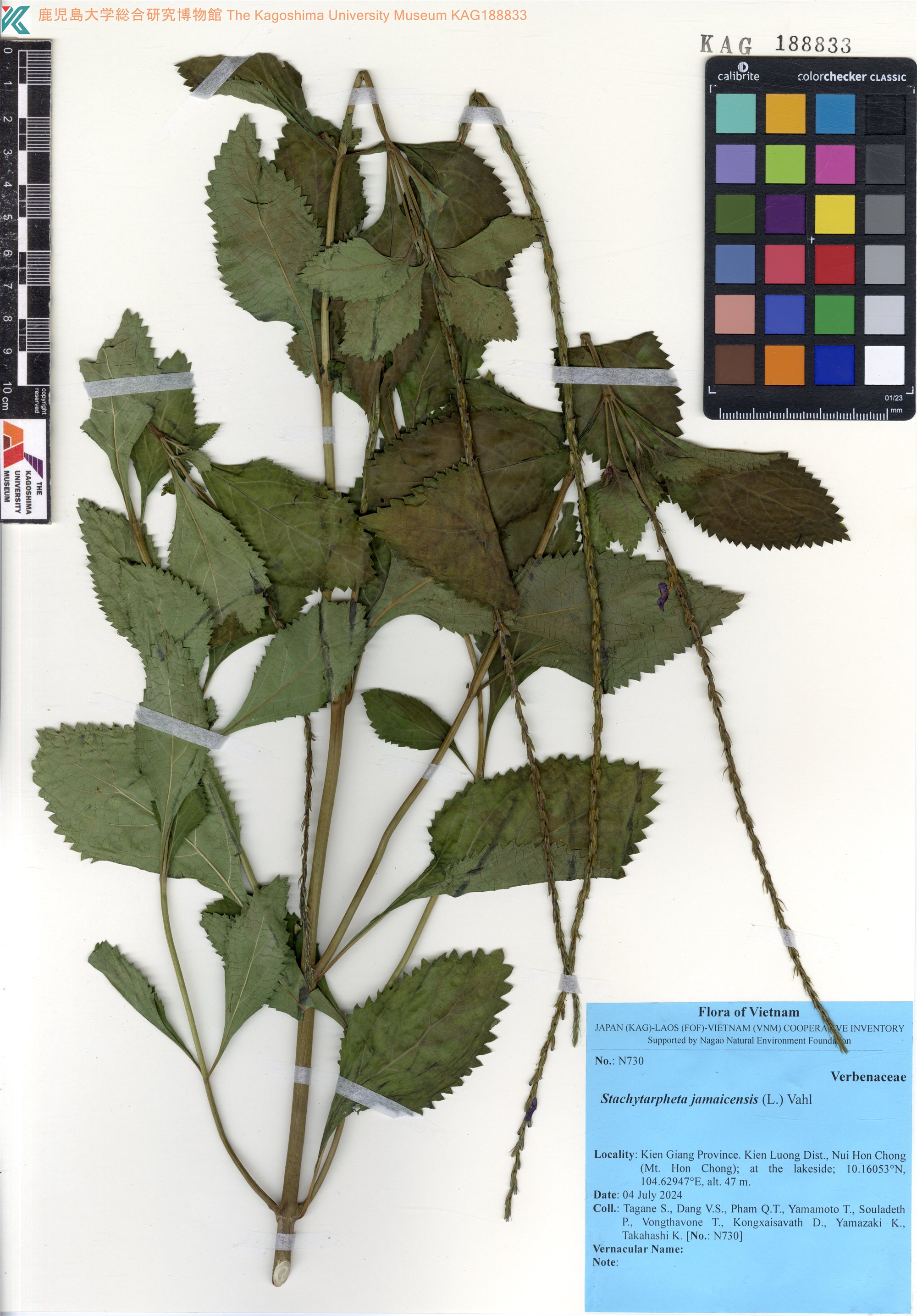 Stachytarpheta jamaicensis — ảnh 3