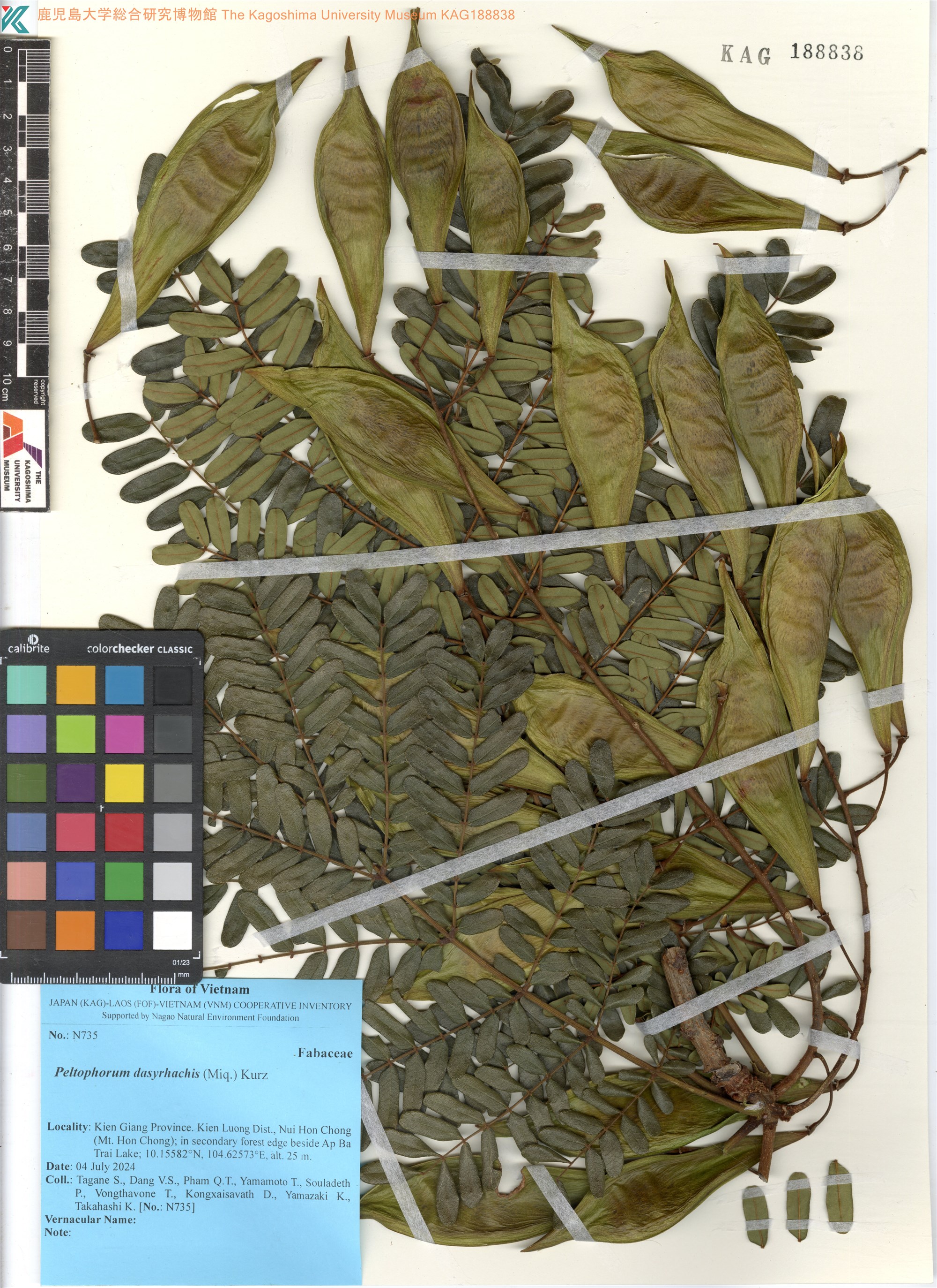 Lim vàng (Peltophorum dasyrhachis)
