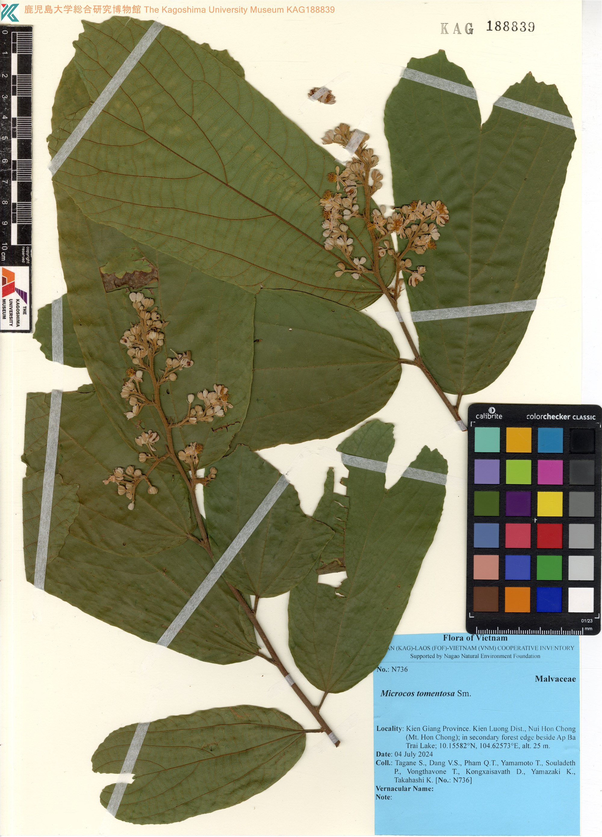 Microcos tomentosa (Microcos tomentosa)