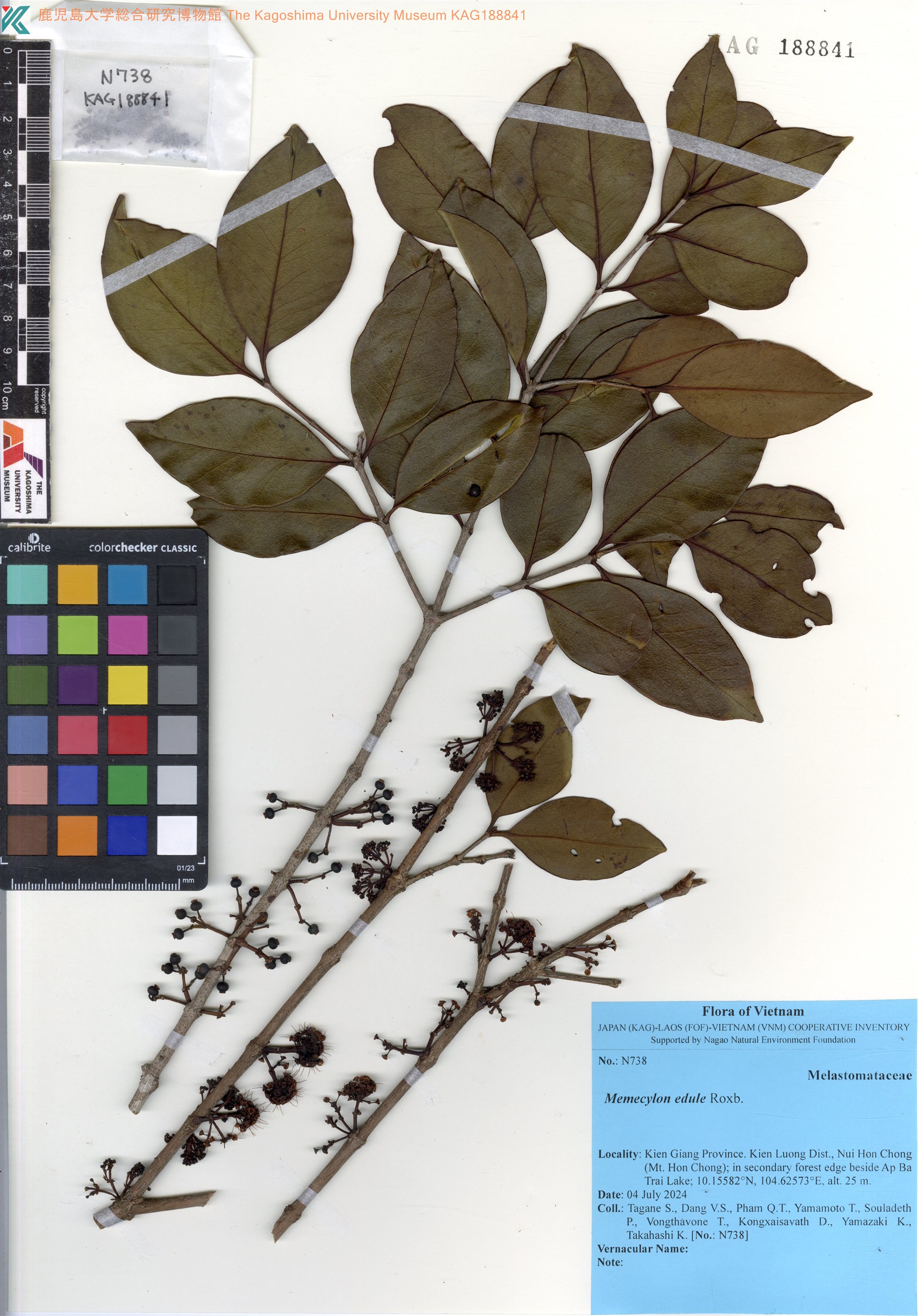 Memecylon edule (Memecylon edule)