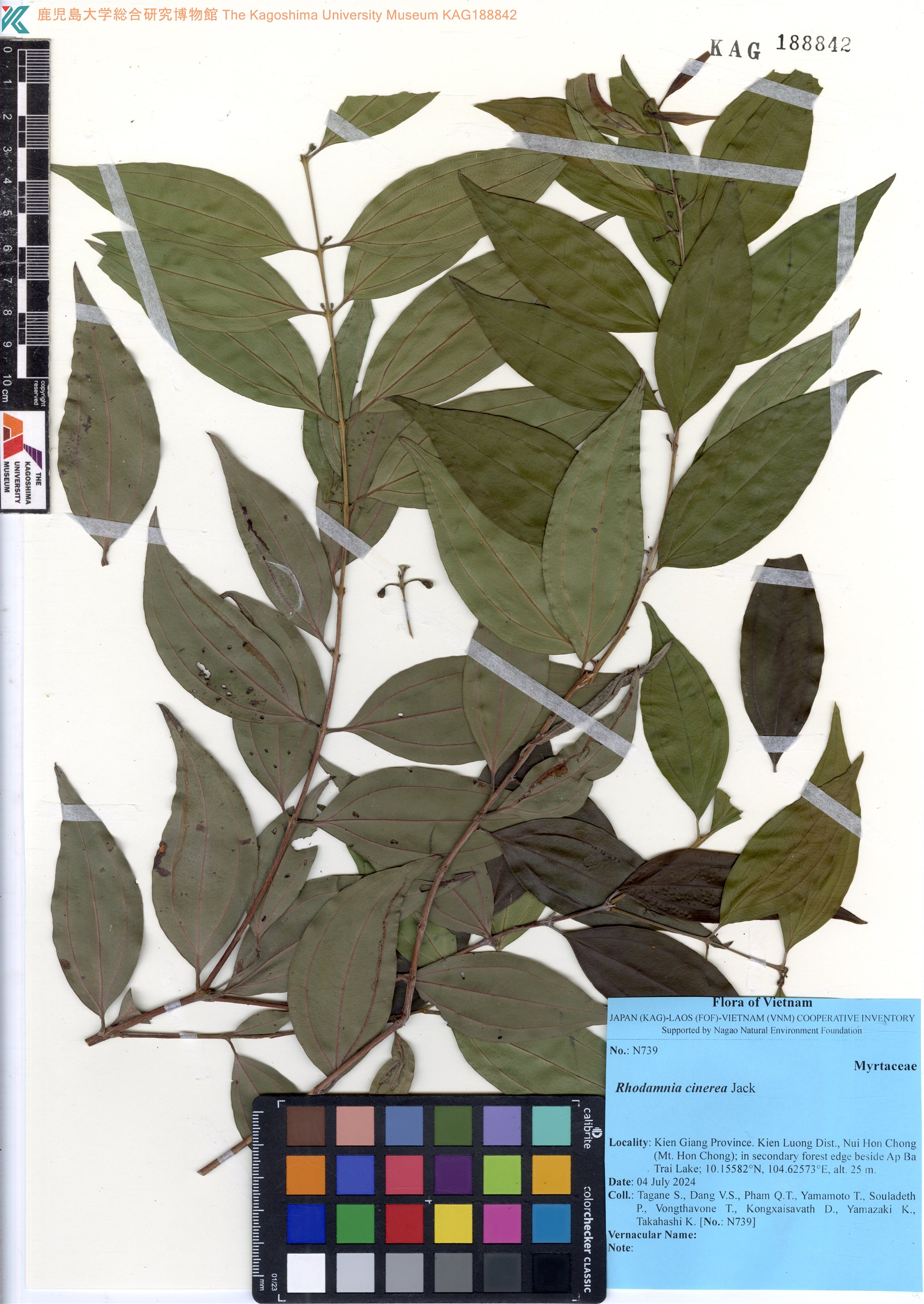 Rhodamnia cinerea (Rhodamnia cinerea)