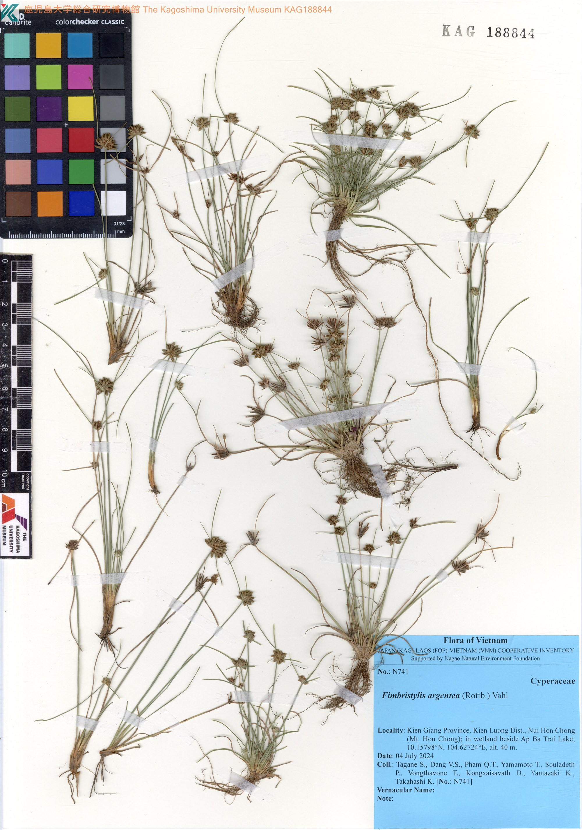 Fimbristylis argentea (Fimbristylis argentea)
