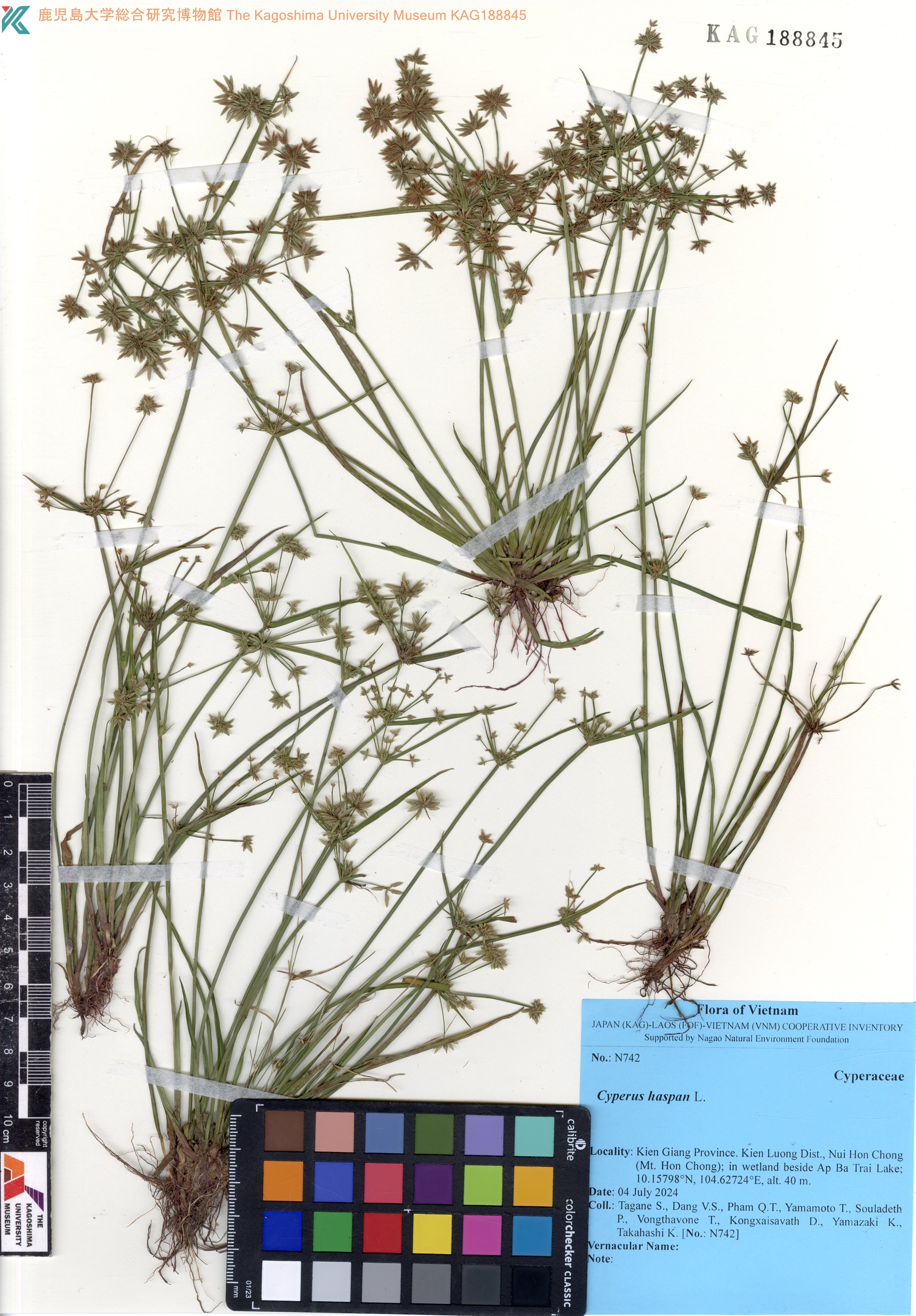 Cyperus haspan — ảnh 2