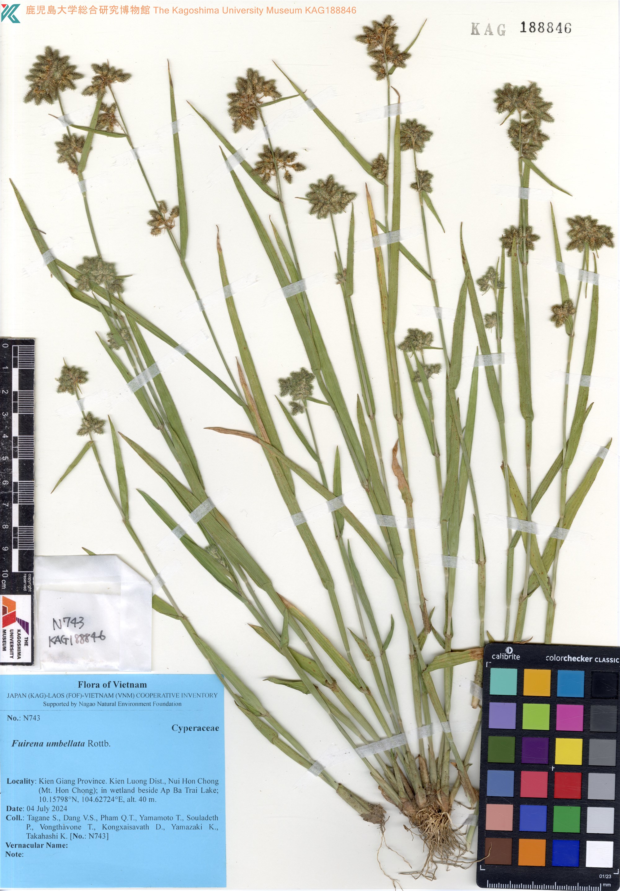 Fuirena umbellata — ảnh 3