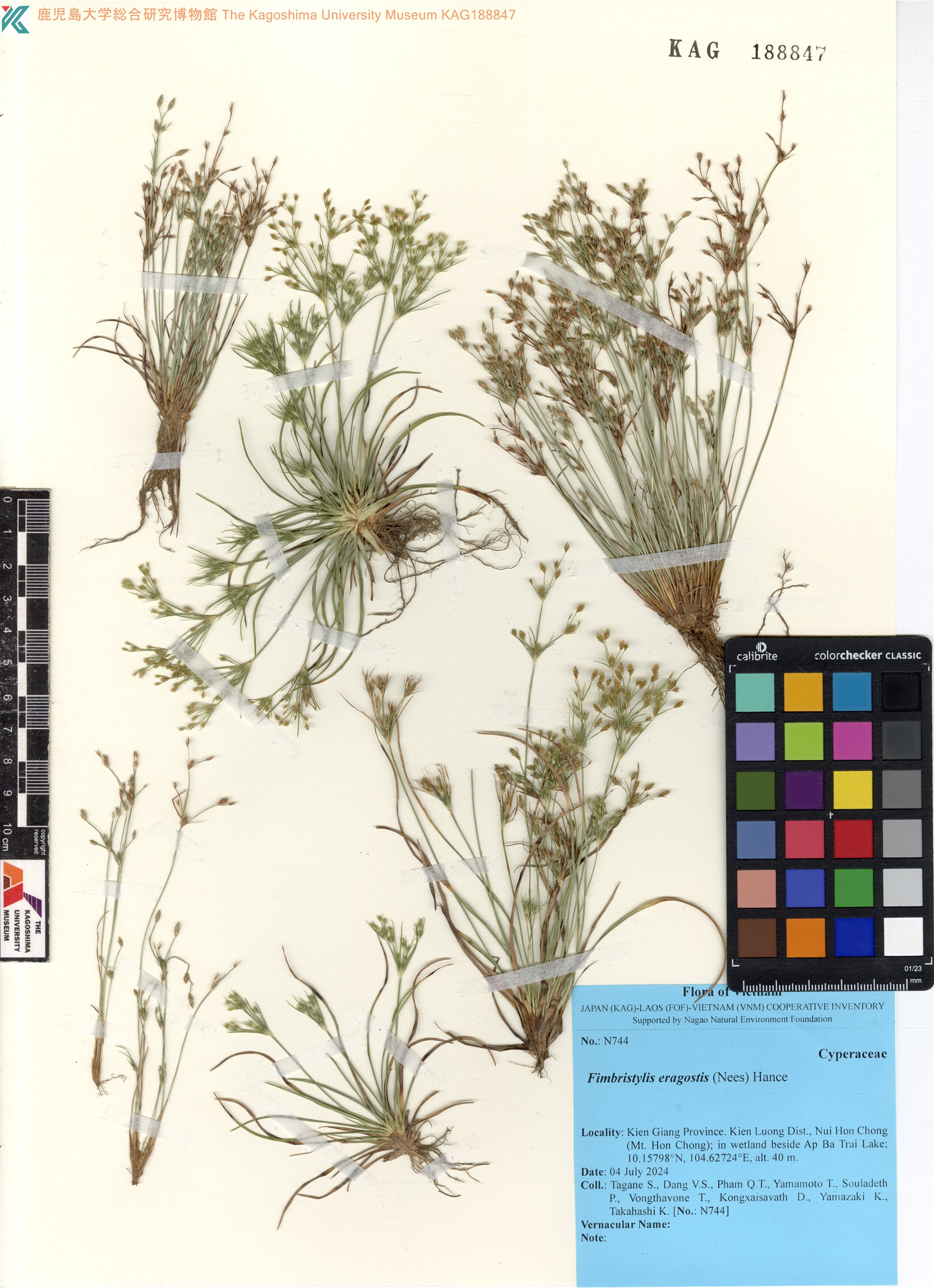 Fimbristylis eragrostis (Fimbristylis eragrostis)