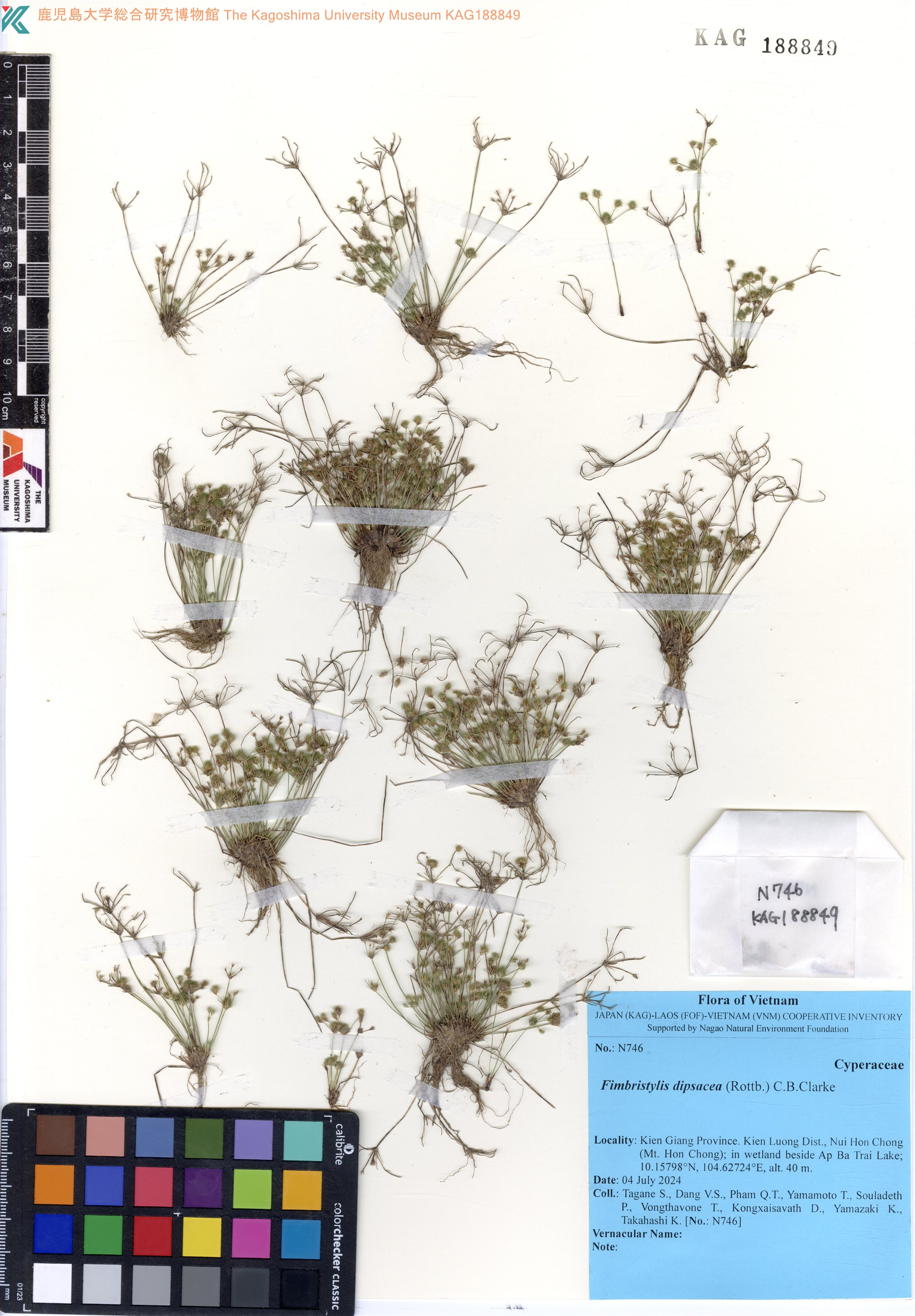 Fimbristylis dipsacea