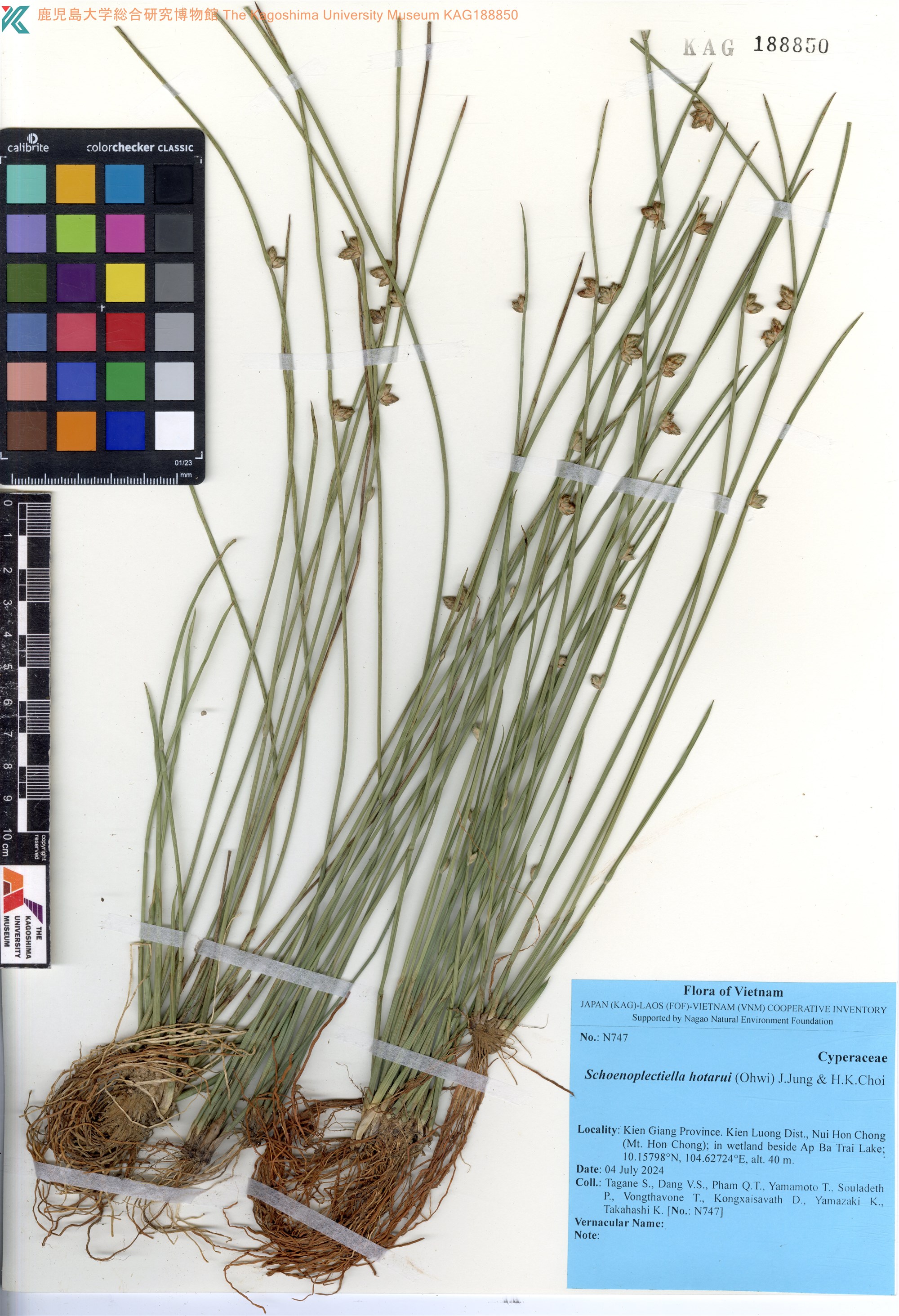 Schoenoplectiella hotarui (Schoenoplectiella hotarui)