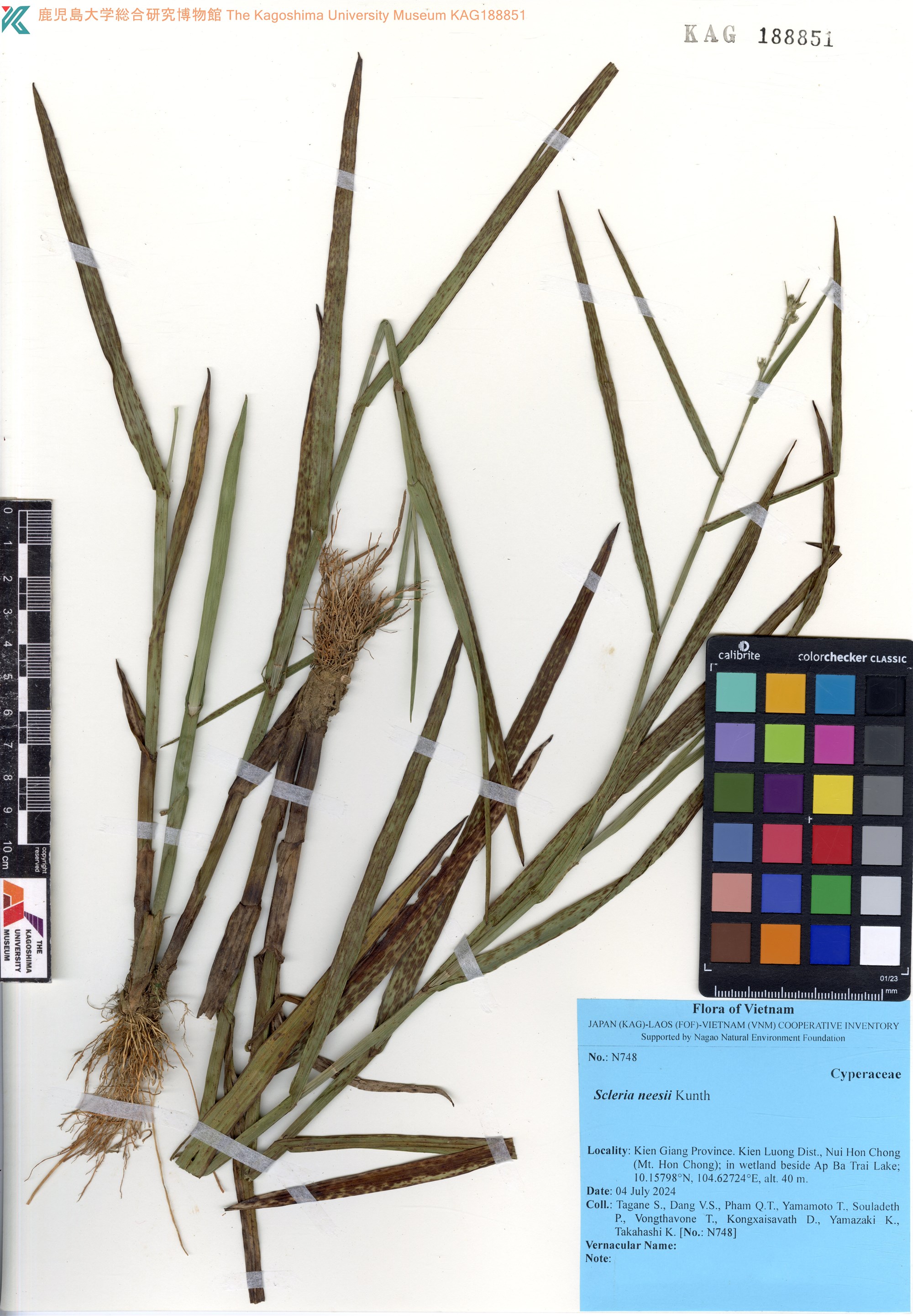 Scleria neesii (Scleria neesii)