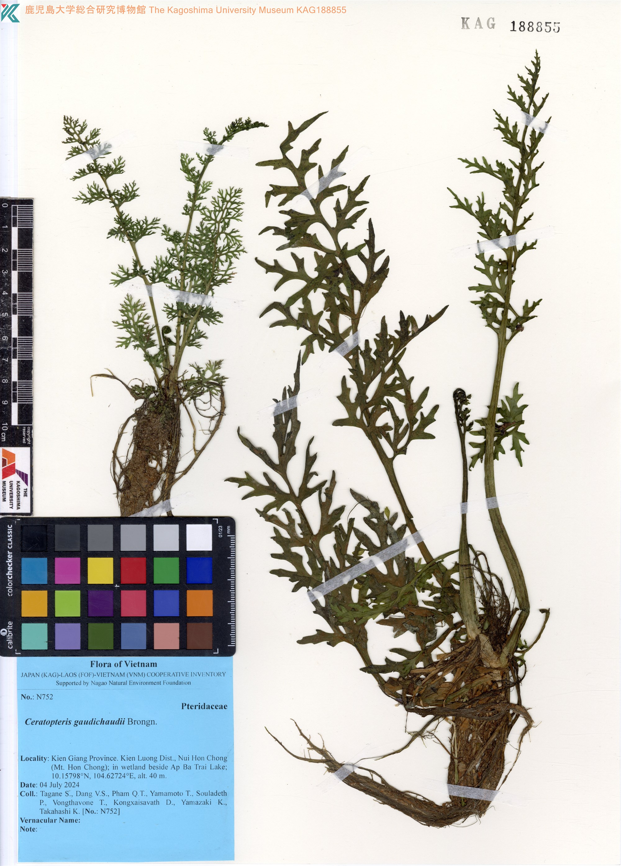 Ceratopteris thalictroides (Ceratopteris thalictroides)