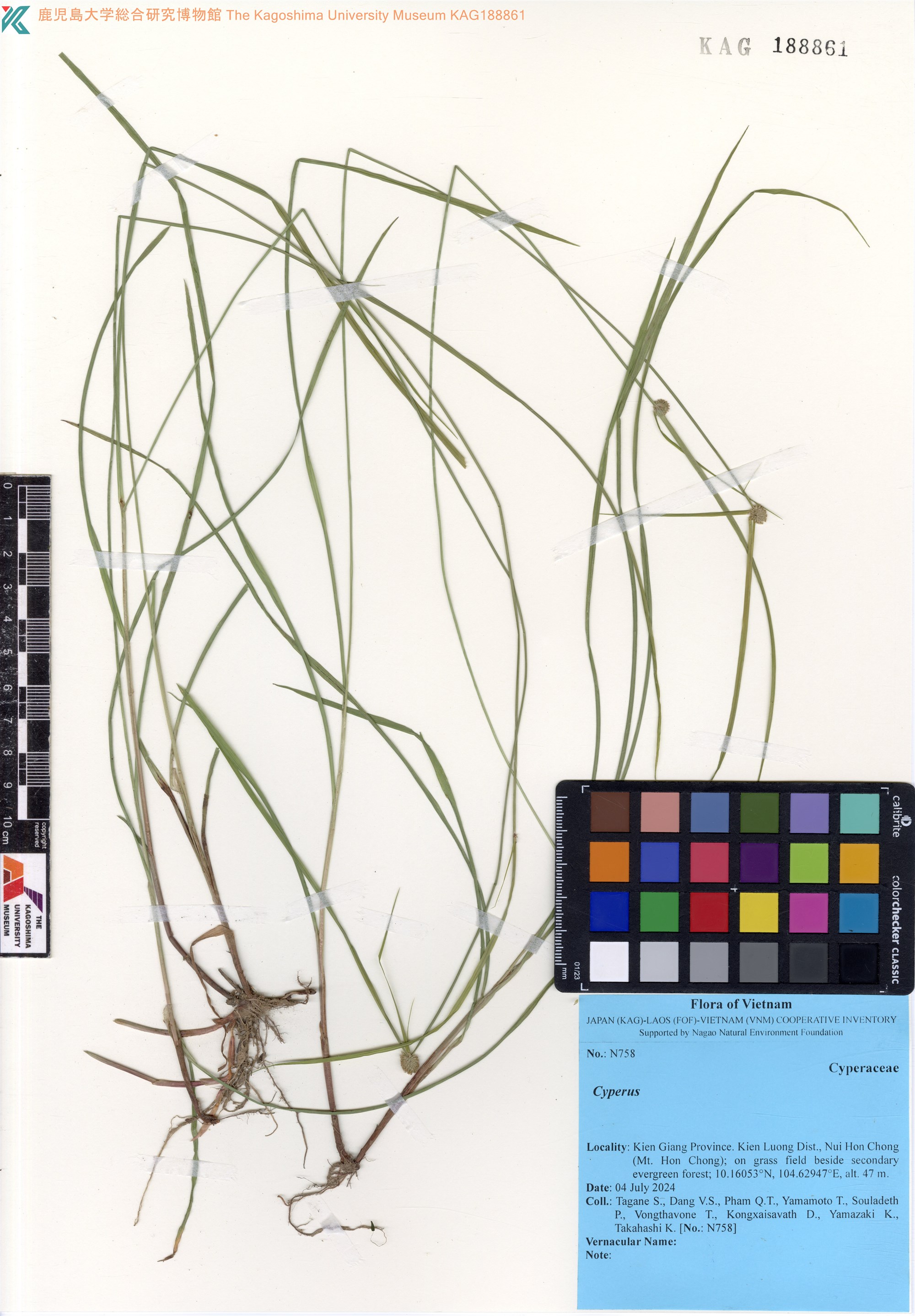 Cyperus brevifolius — ảnh 2