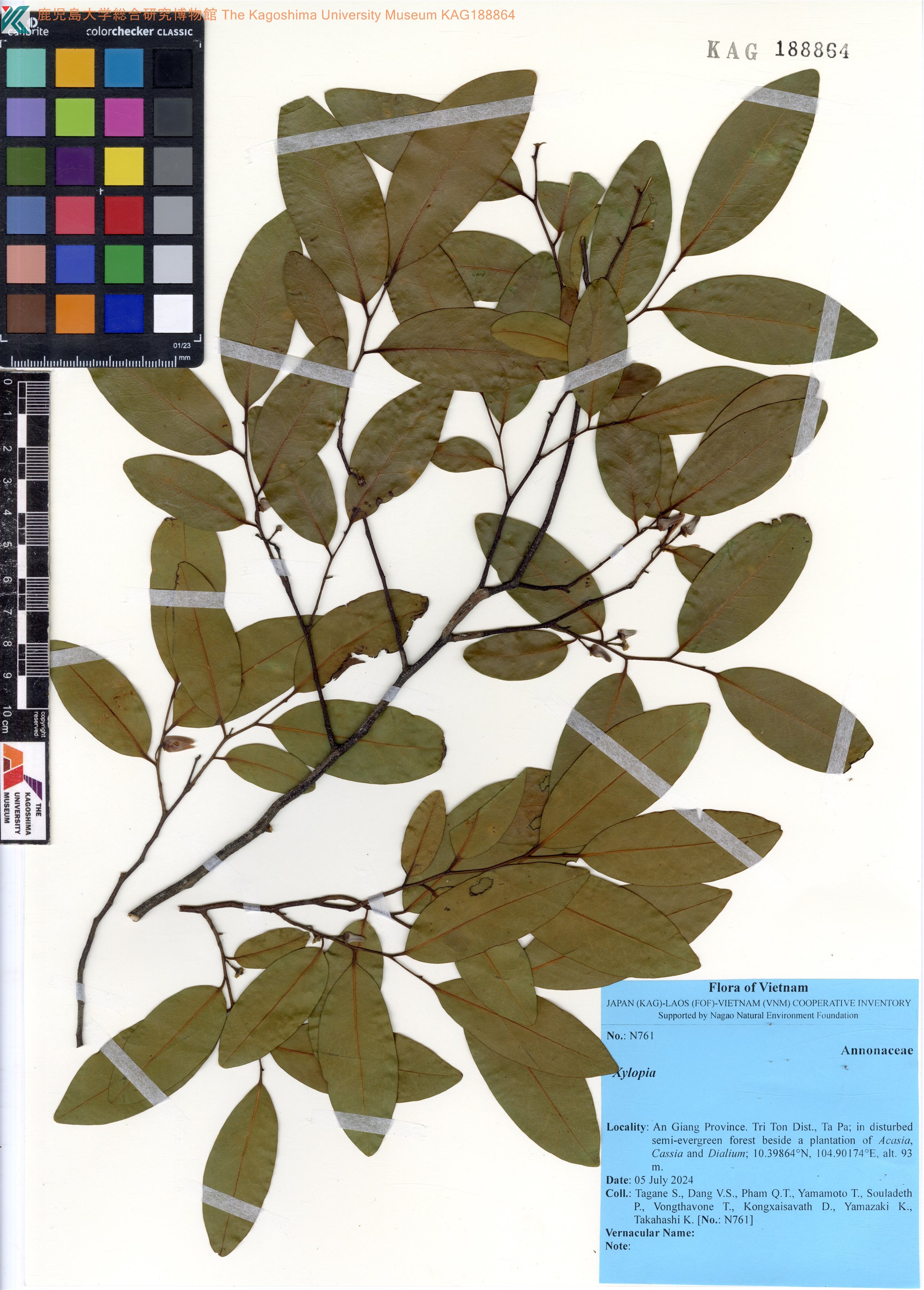 Xylopia pierrei — ảnh 2