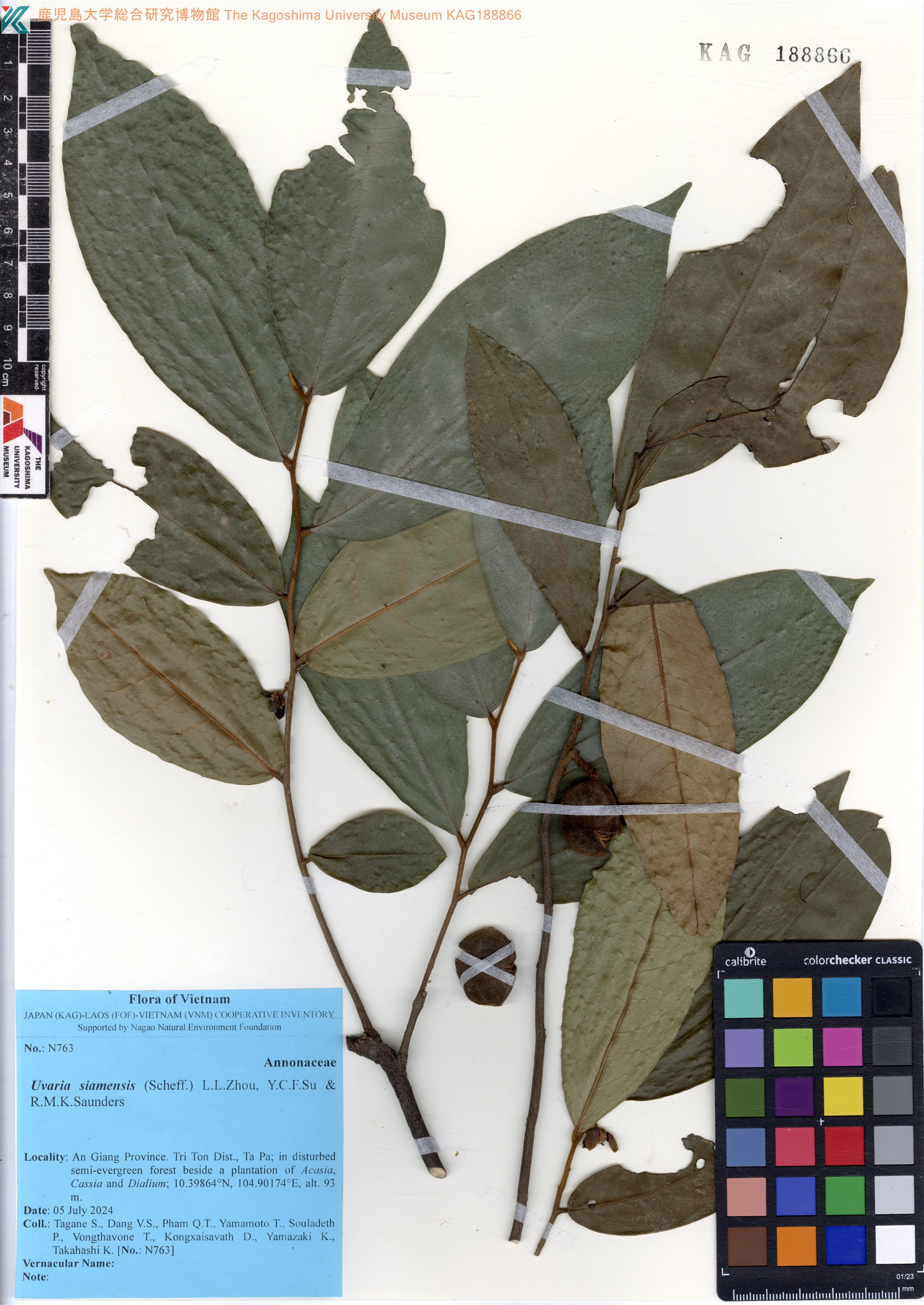 Uvaria siamensis (Uvaria siamensis)