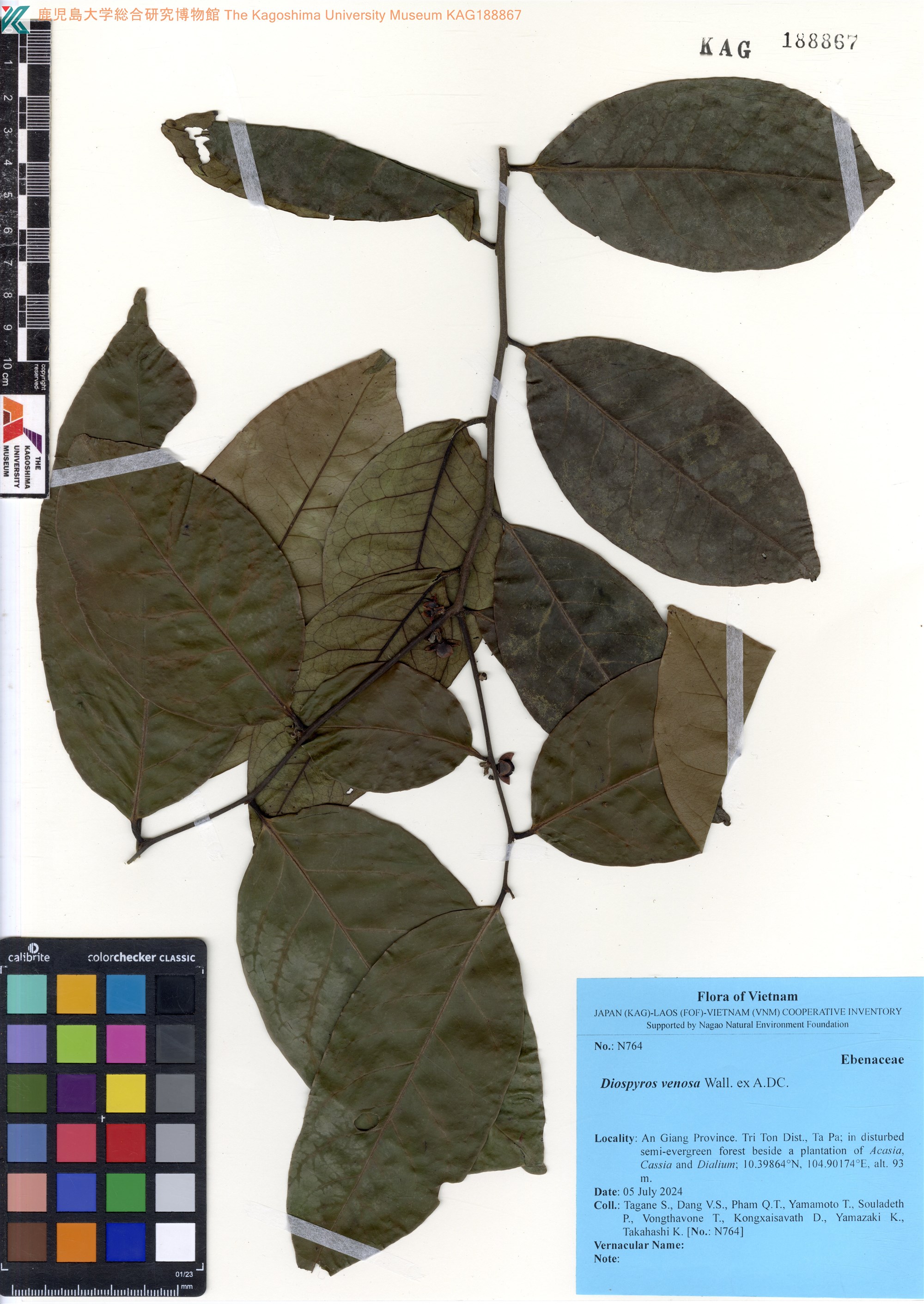 Diospyros venosa (Diospyros venosa)