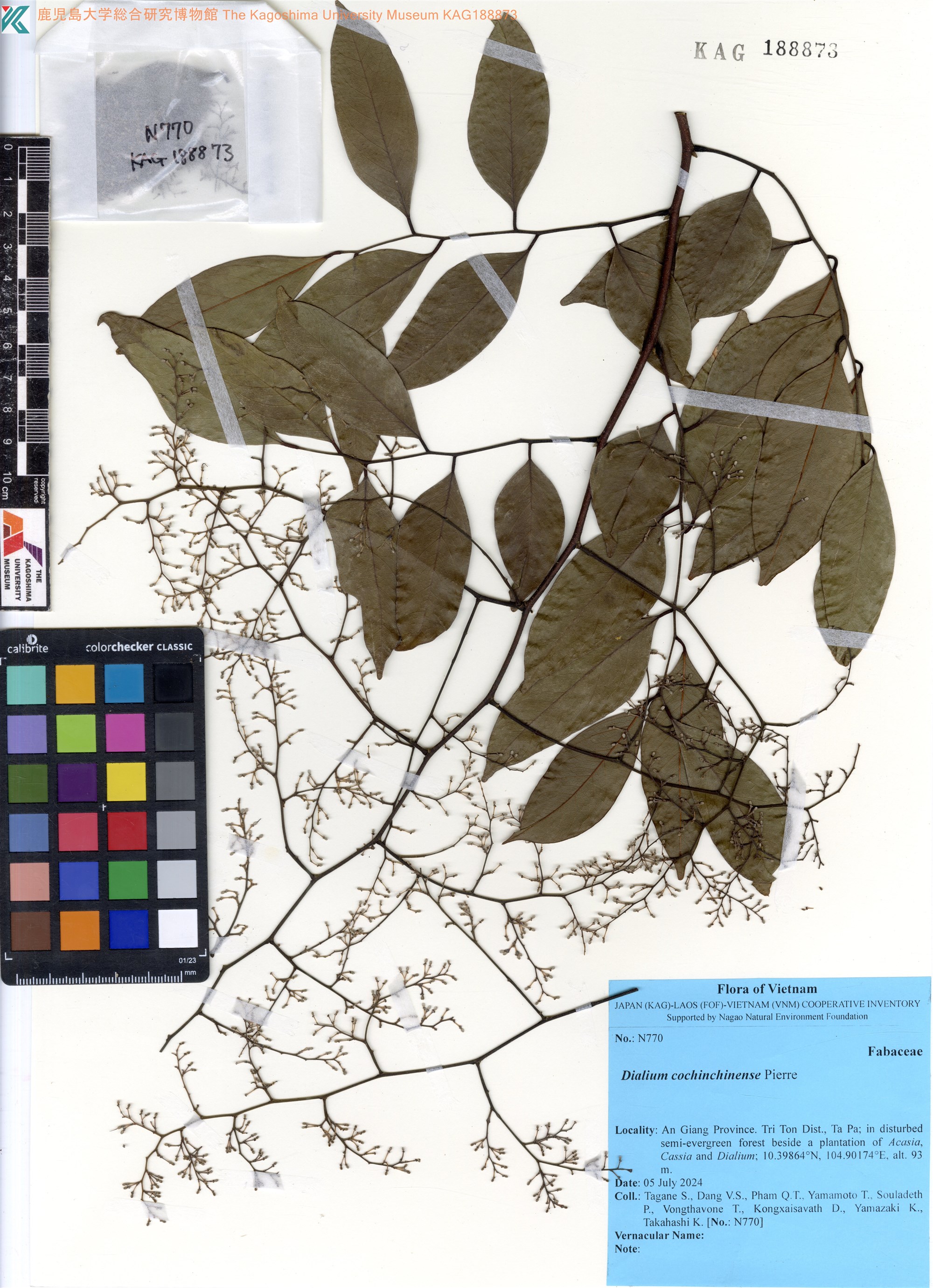Nhoi (Dialium cochinchinense)