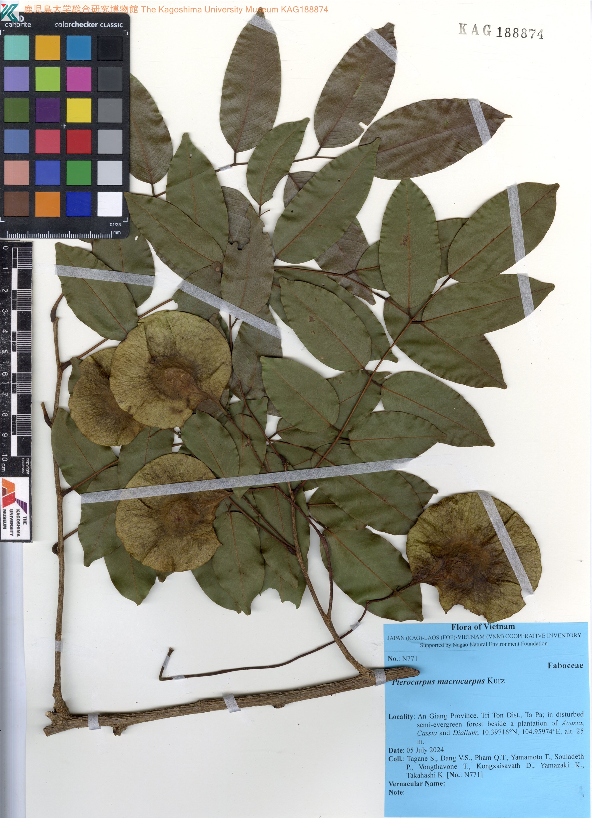 Giang Huong (Pterocarpus macrocarpus)