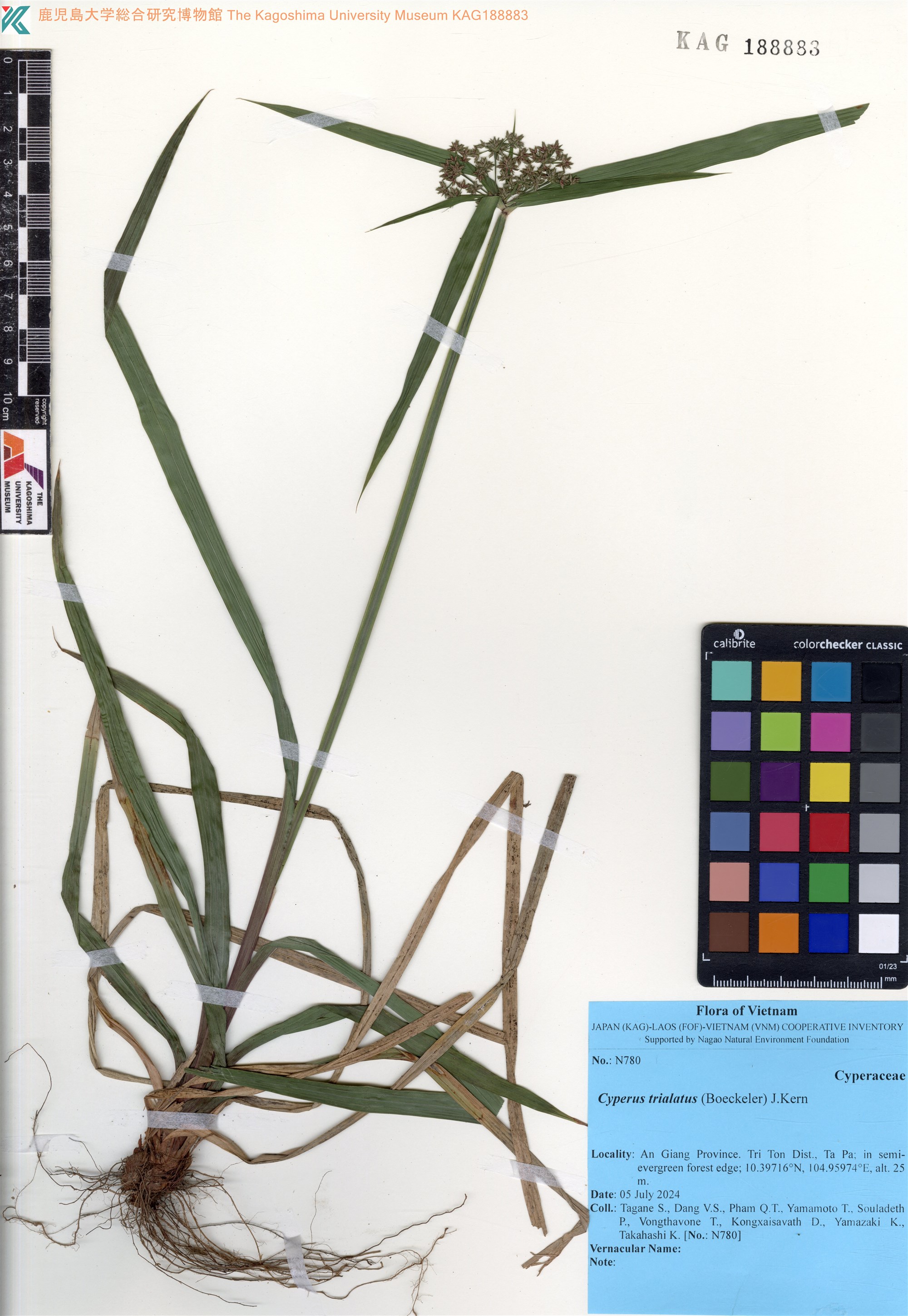 Cyperus trialatus — ảnh 2