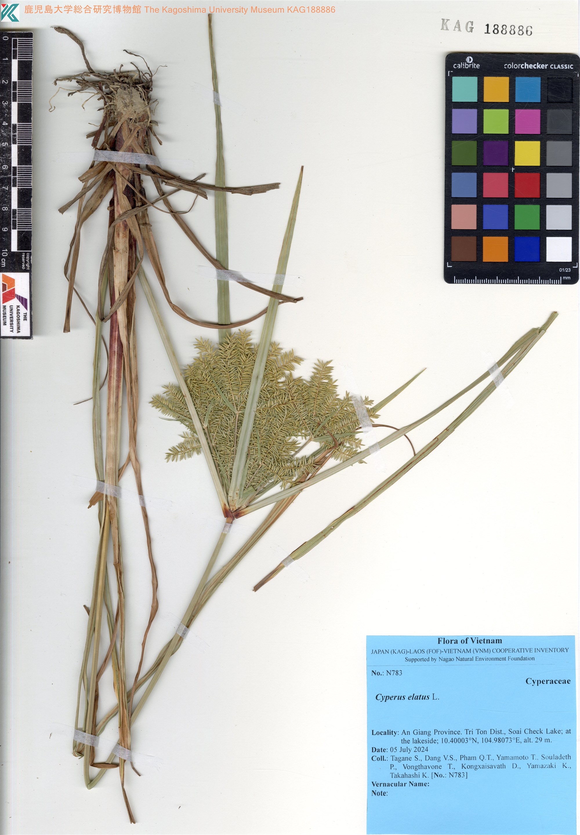 Cyperus elatus