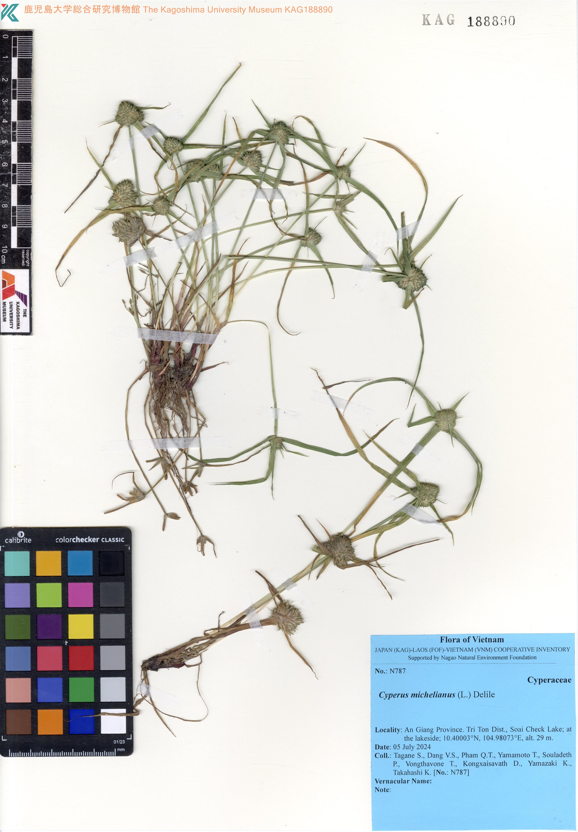 Cyperus michelianus (Cyperus michelianus)
