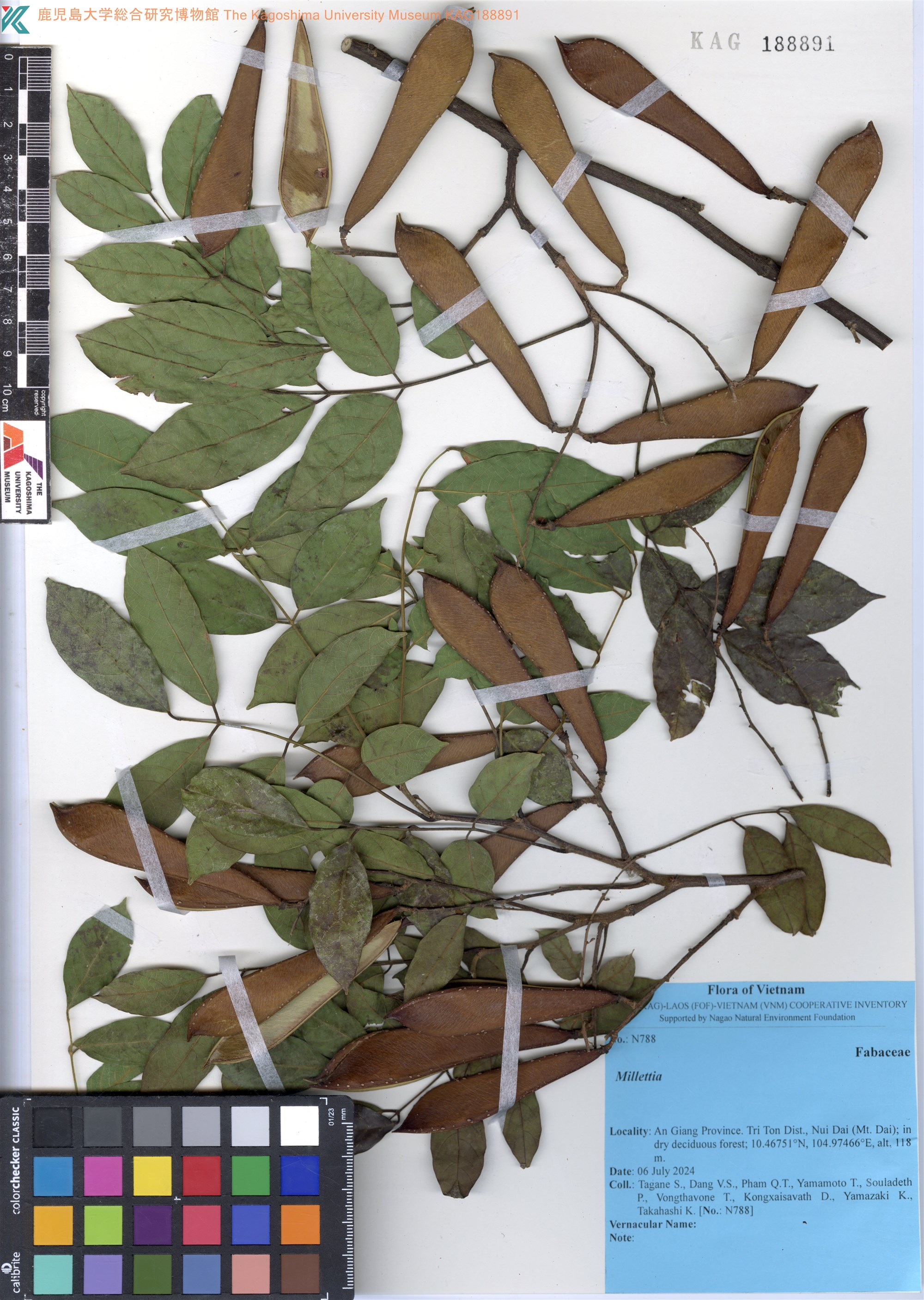 Millettia xylocarpa (Millettia xylocarpa)