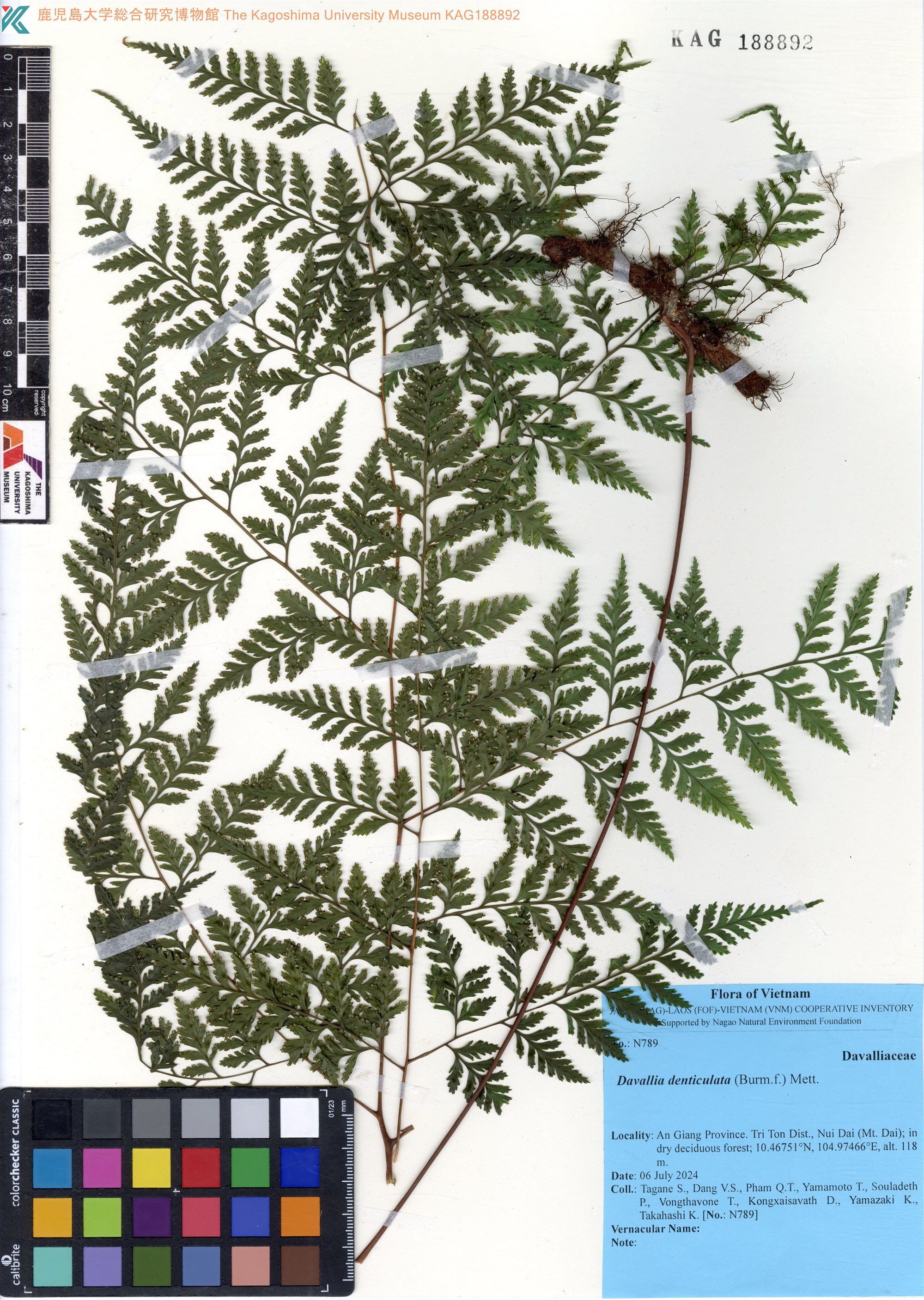 Davallia denticulata (Davallia denticulata)
