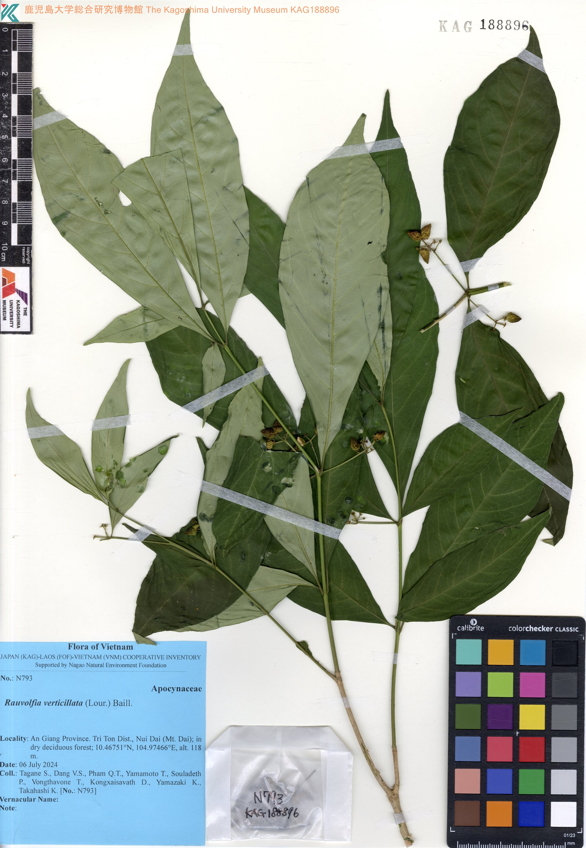 A Tho (Rauvolfia verticillata)