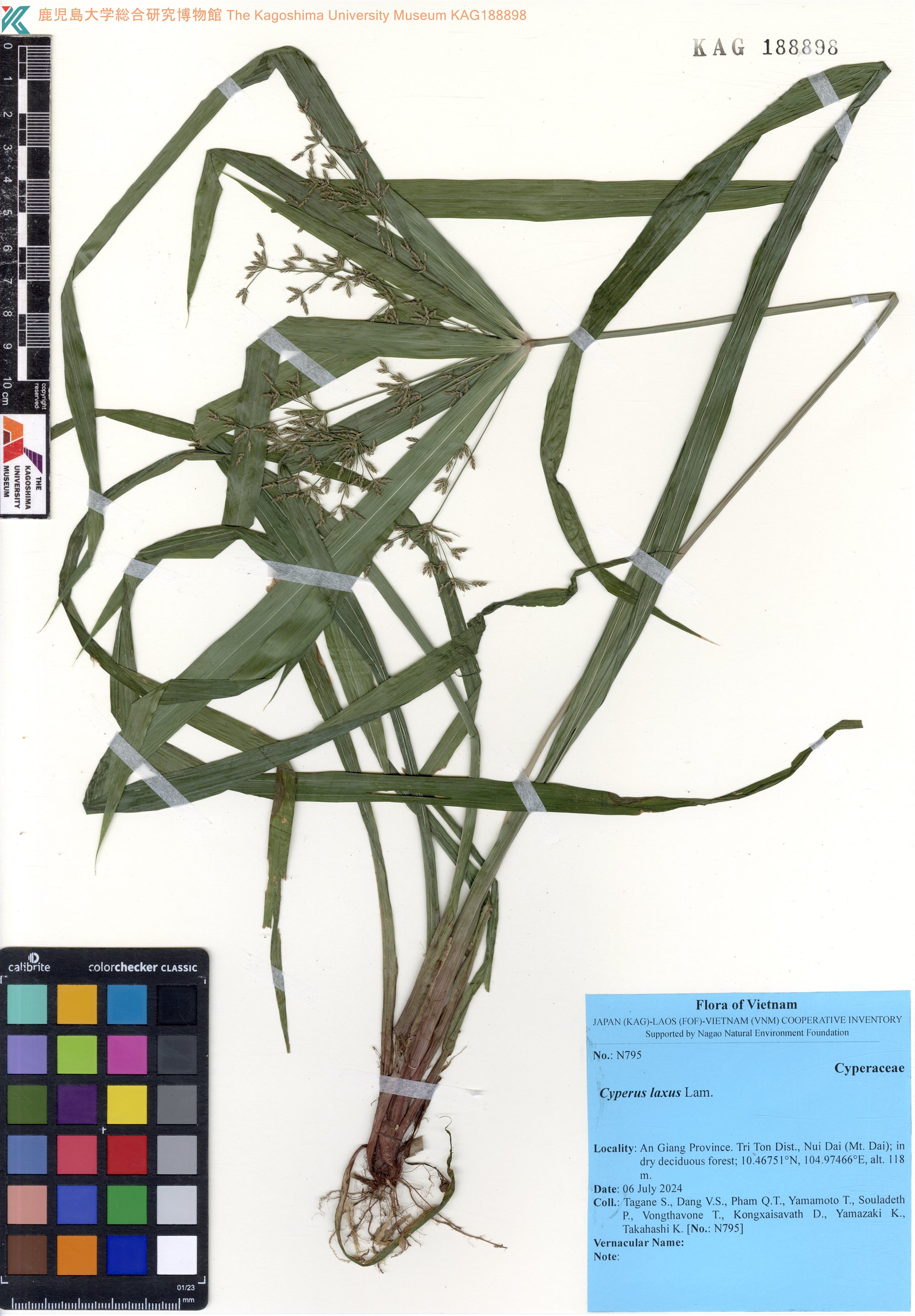 Cyperus laxus — ảnh 2