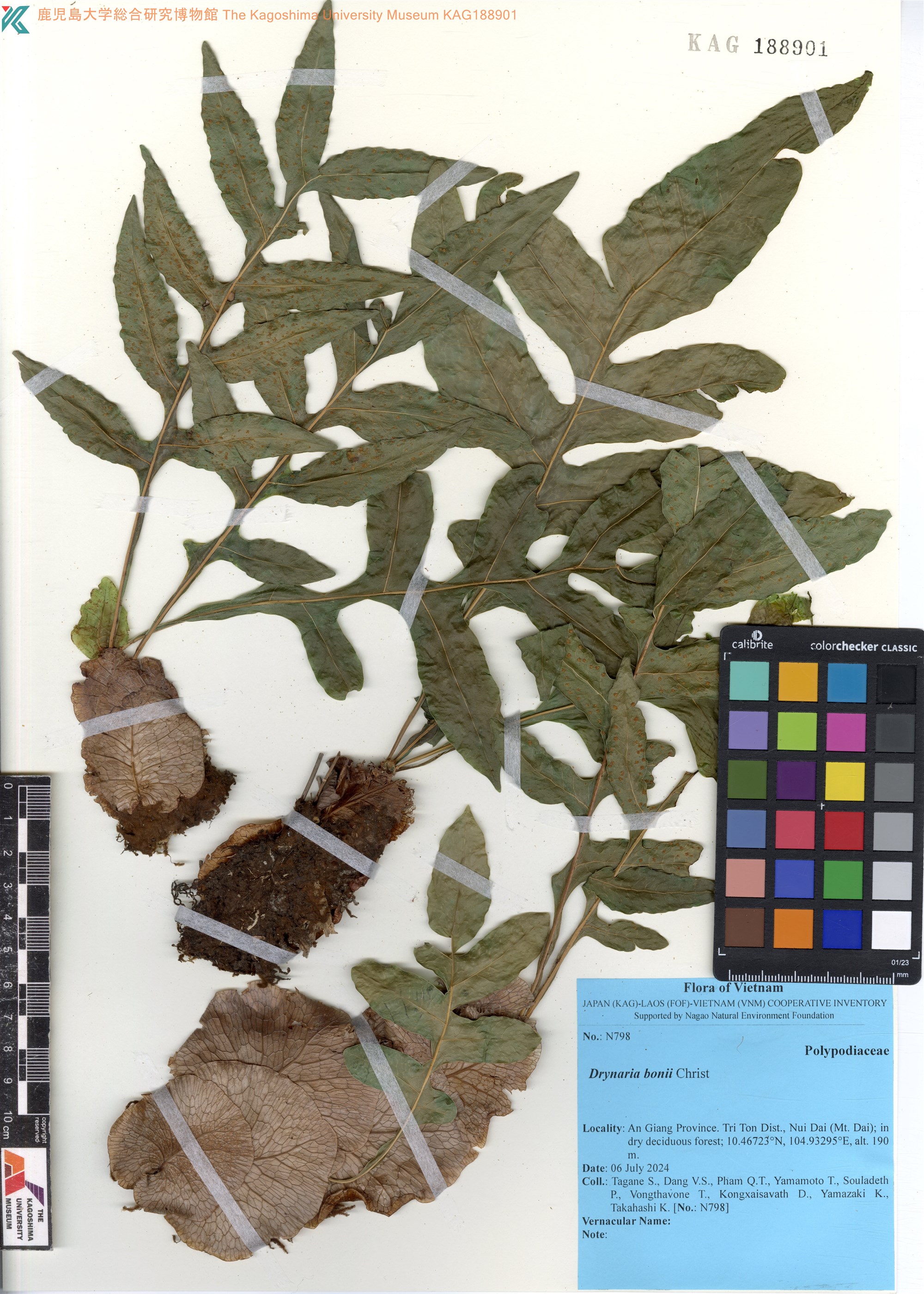 Drynaria bonii (Drynaria bonii)