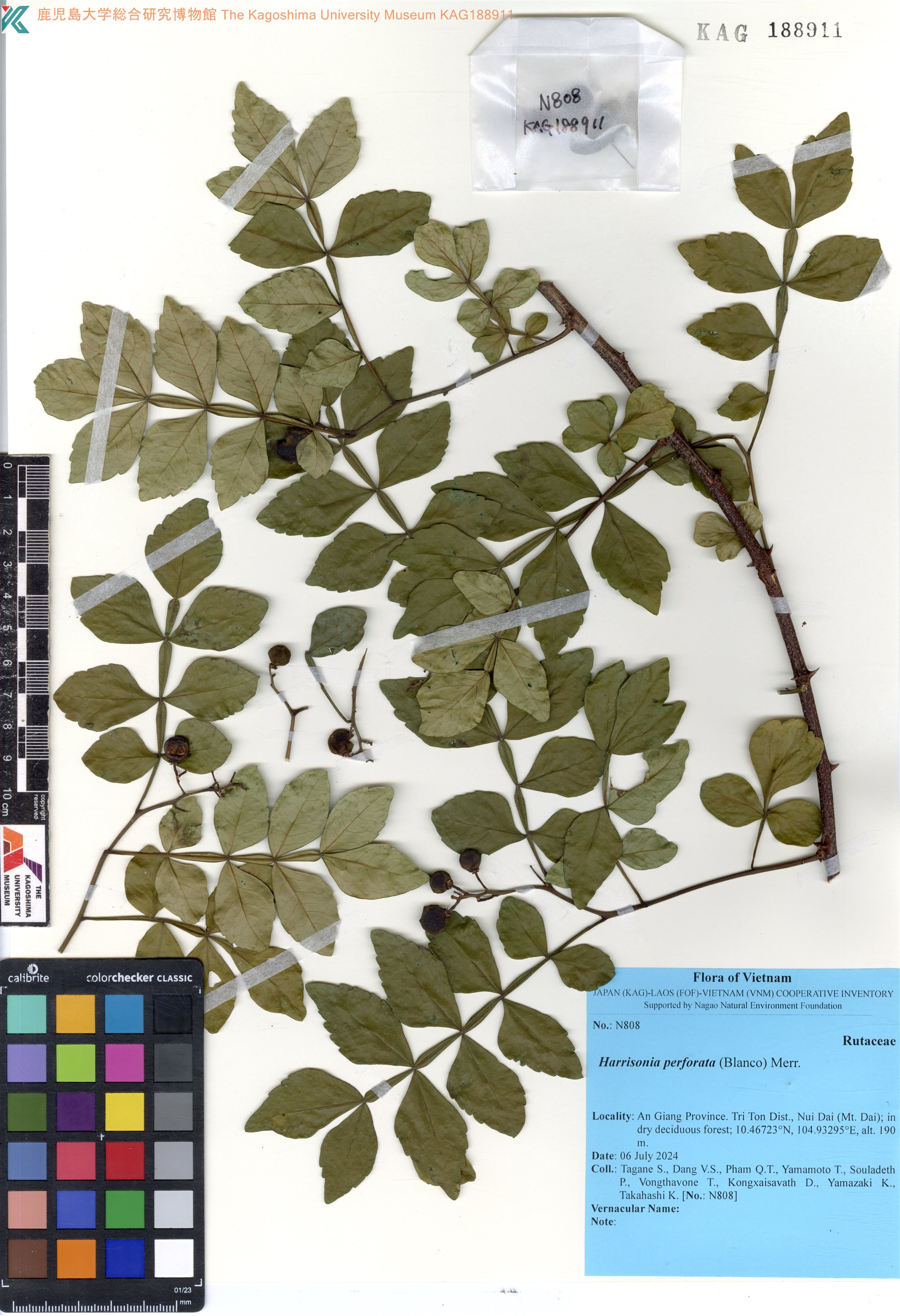 Harrisonia perforata (Harrisonia perforata)