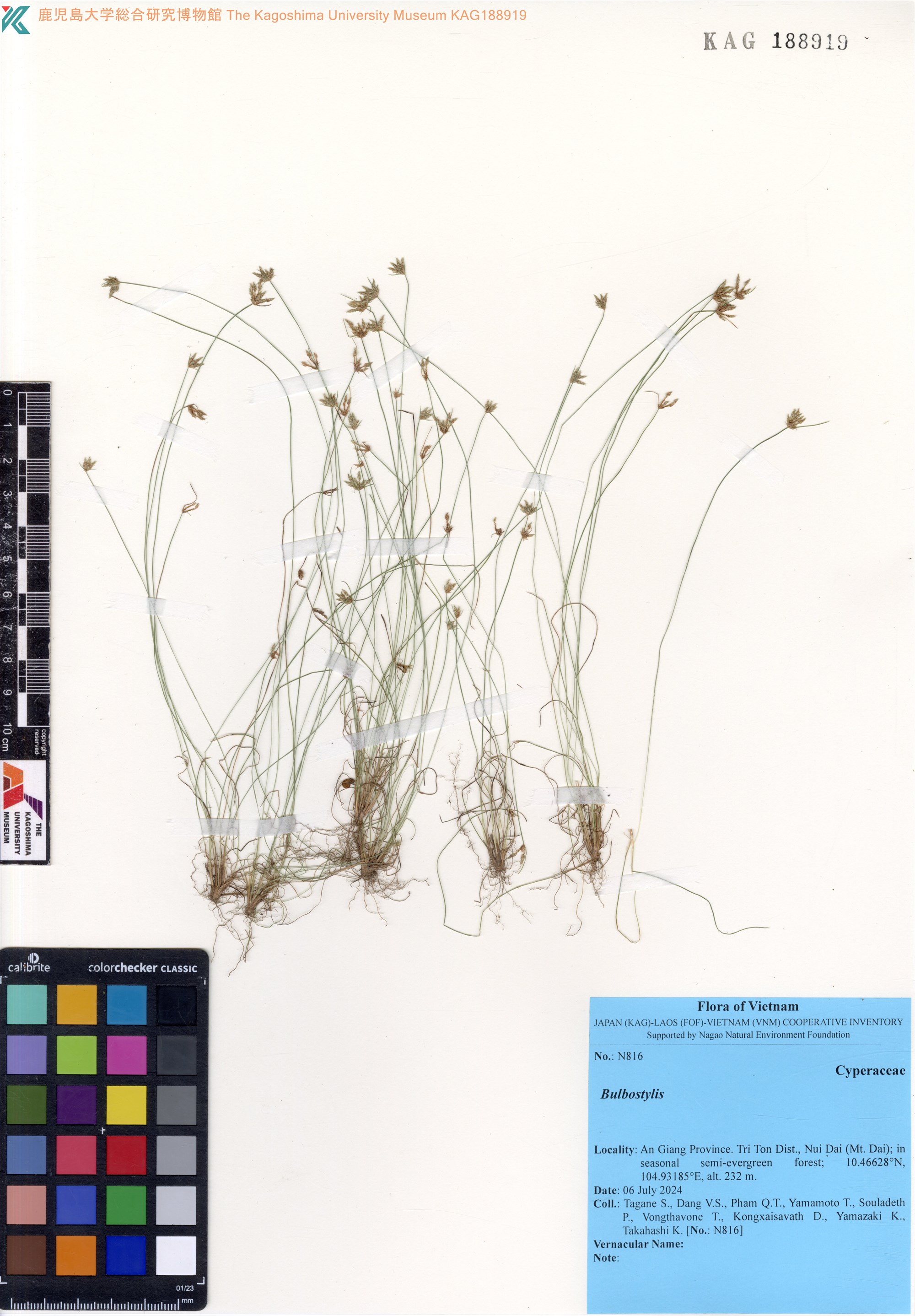Bulbostylis barbata (Bulbostylis barbata)