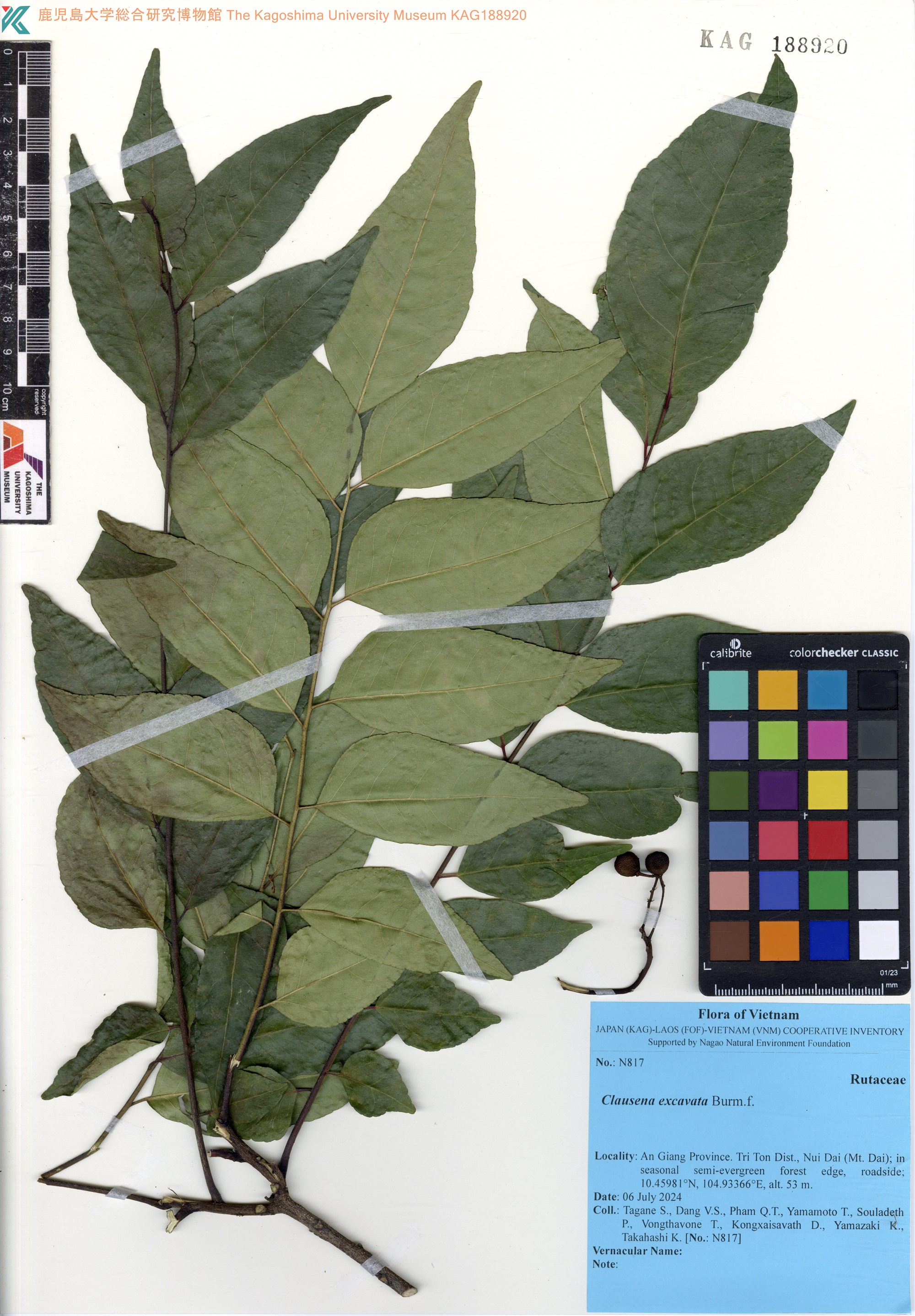 châm châu (Clausena excavata)
