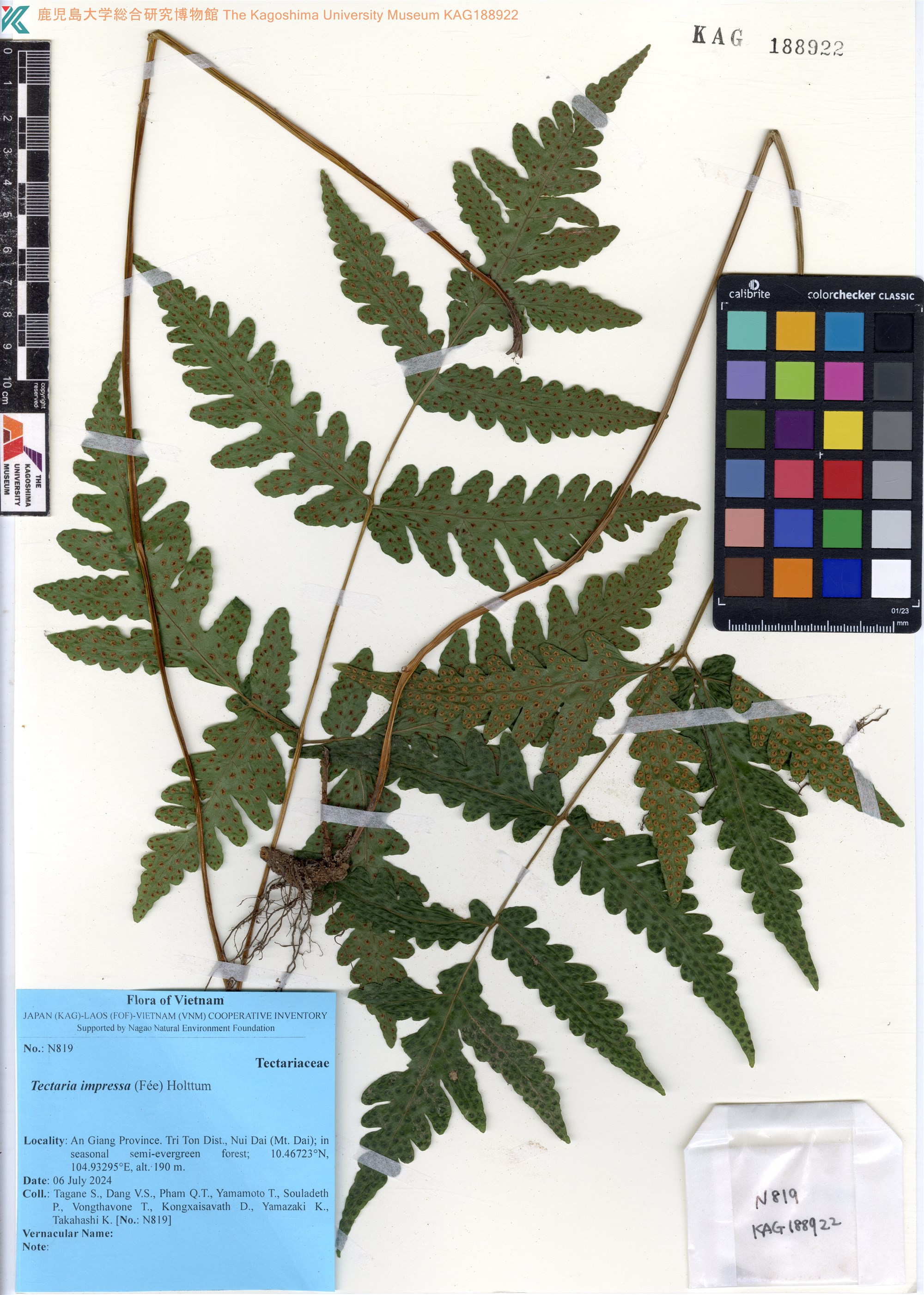 Tectaria impressa — ảnh 2