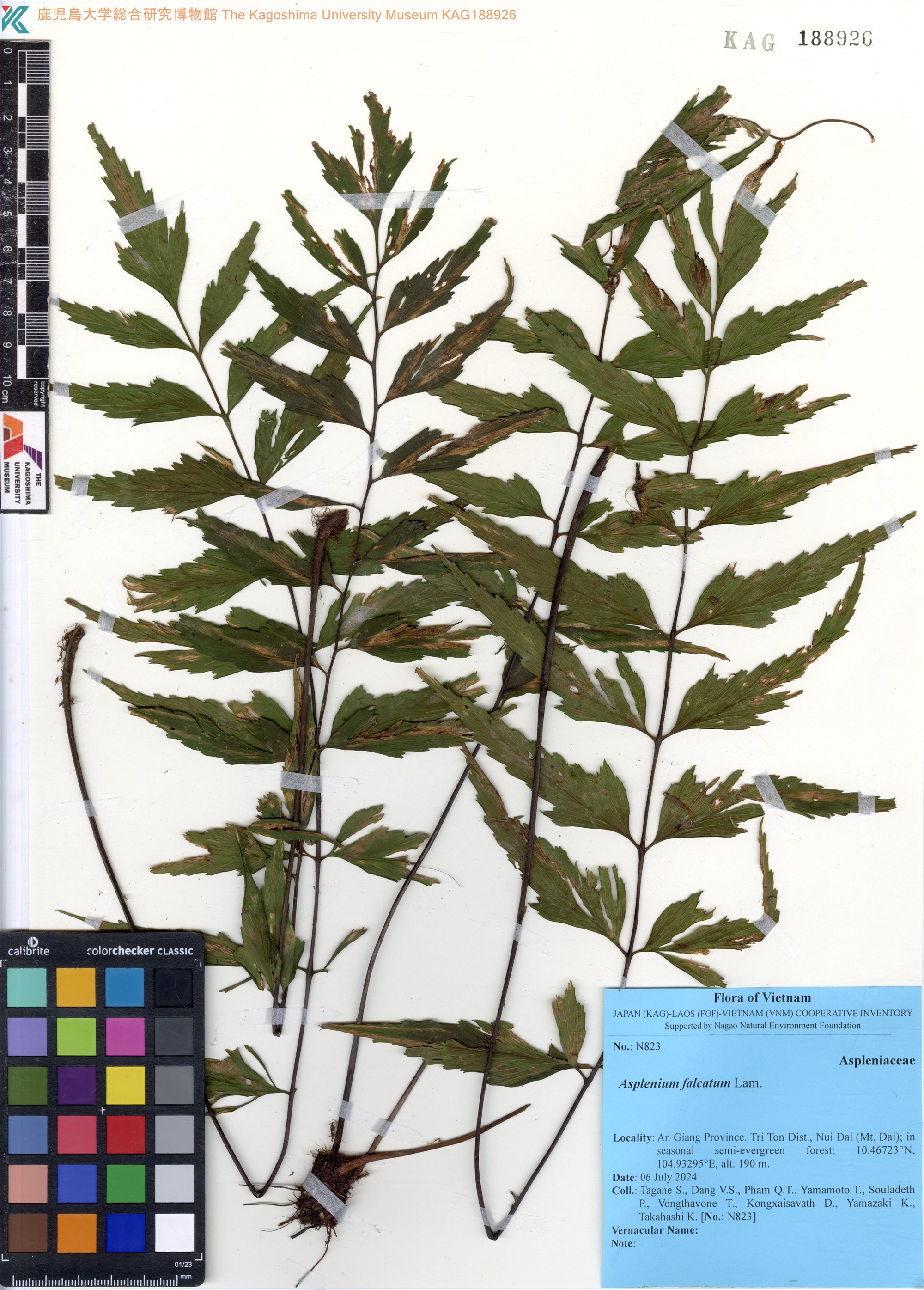 Asplenium falcatum (Asplenium falcatum)