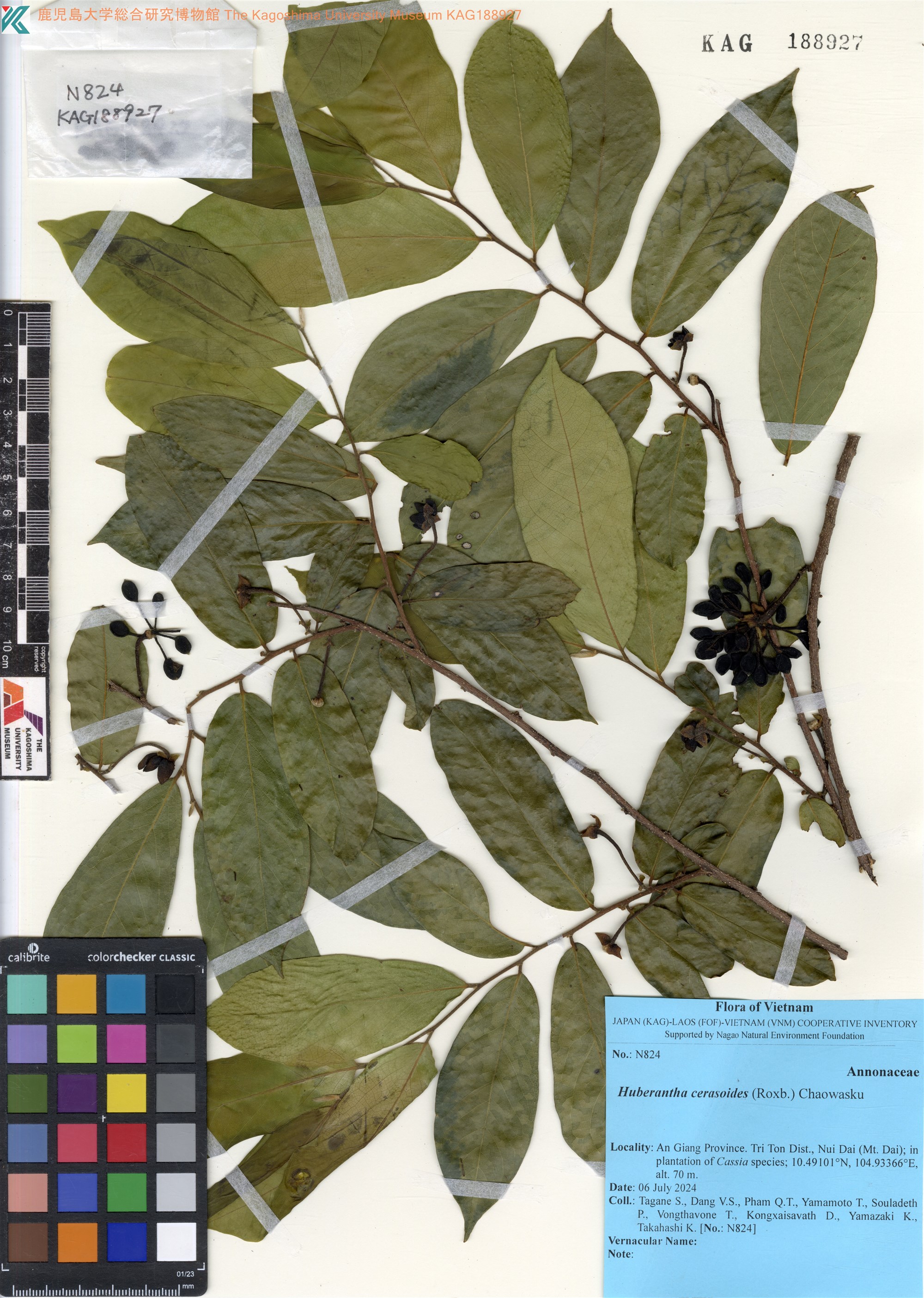 Hubera cerasoides (Hubera cerasoides)