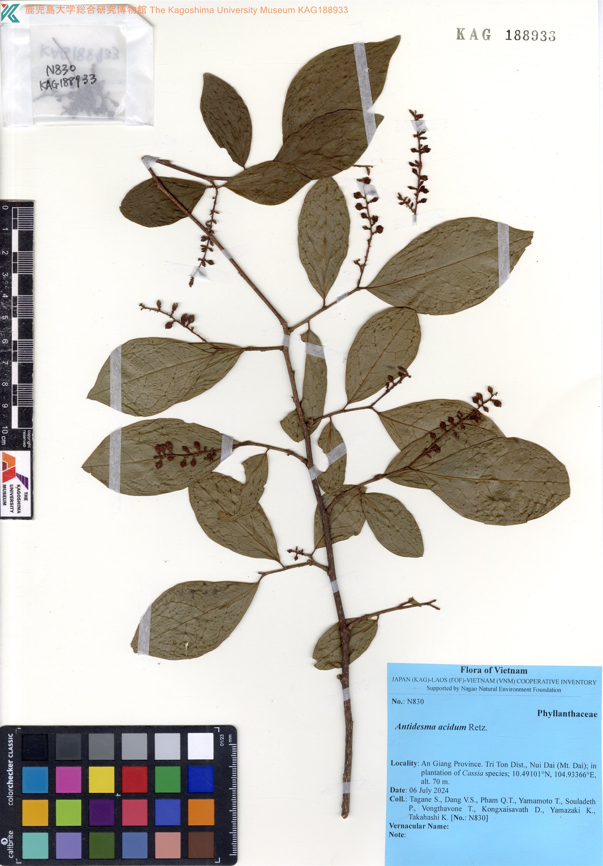 Chòi mòi chua (Antidesma acidum)