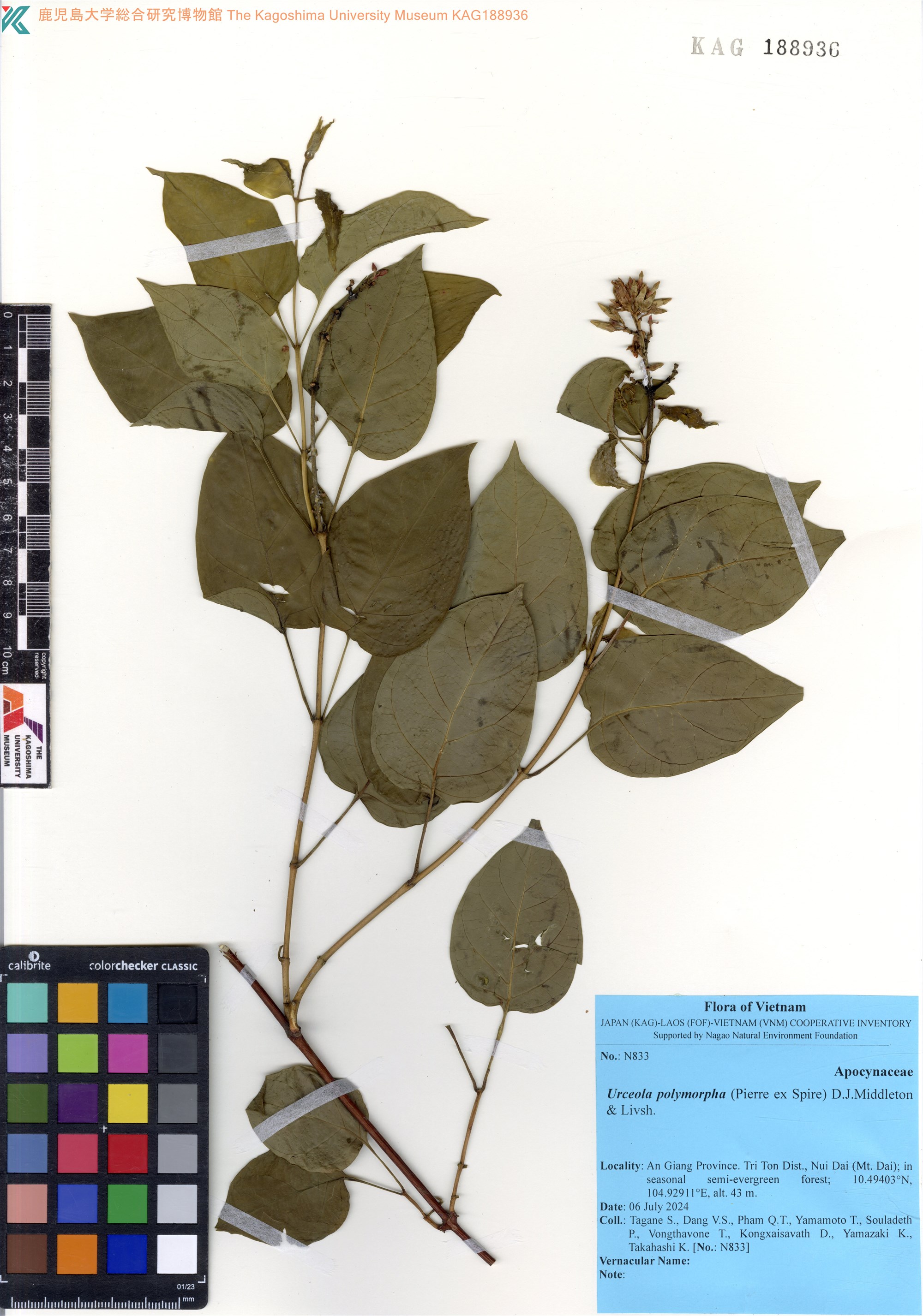 Urceola polymorpha (Urceola polymorpha)