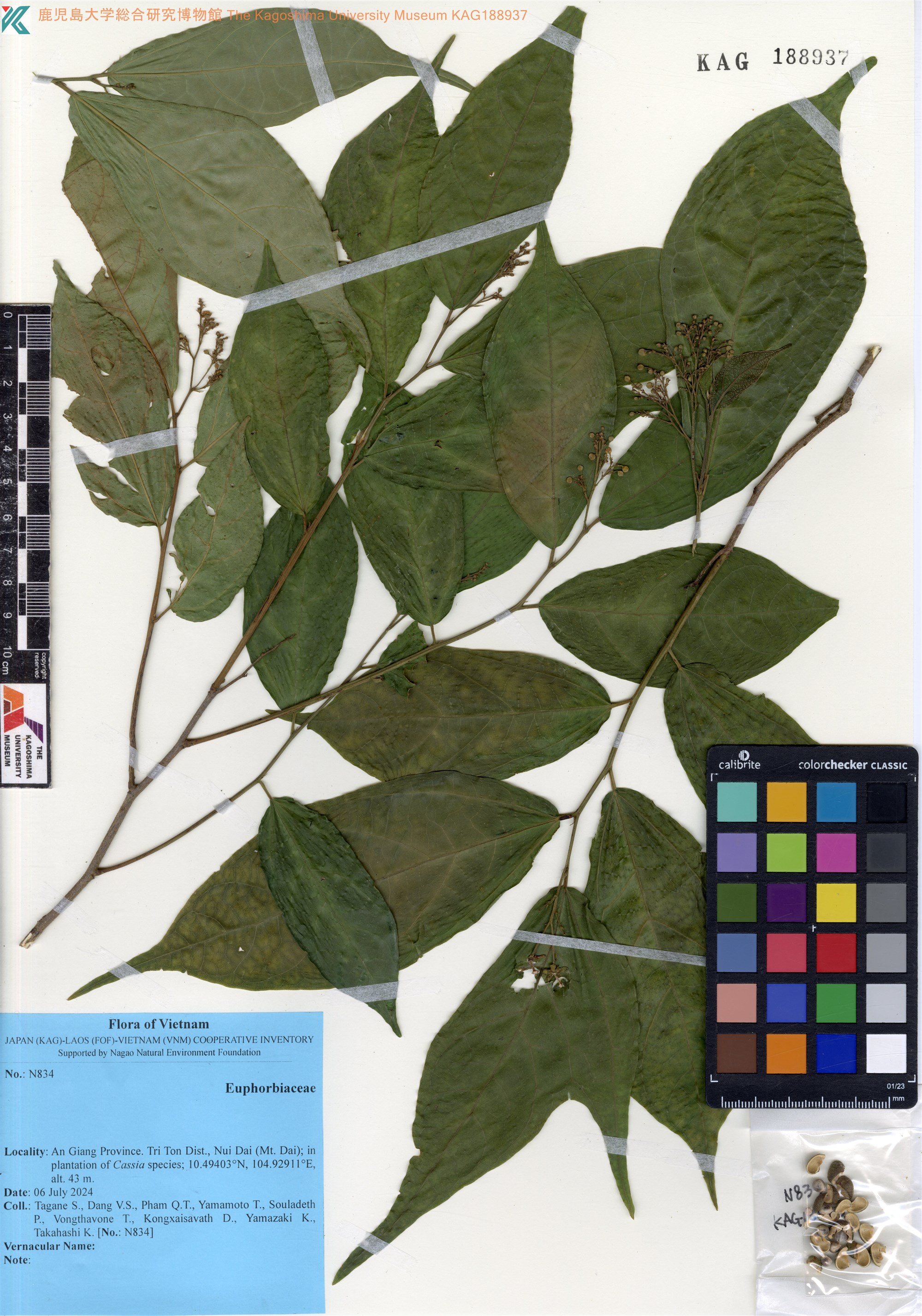 Pantadenia adenanthera (Pantadenia adenanthera)