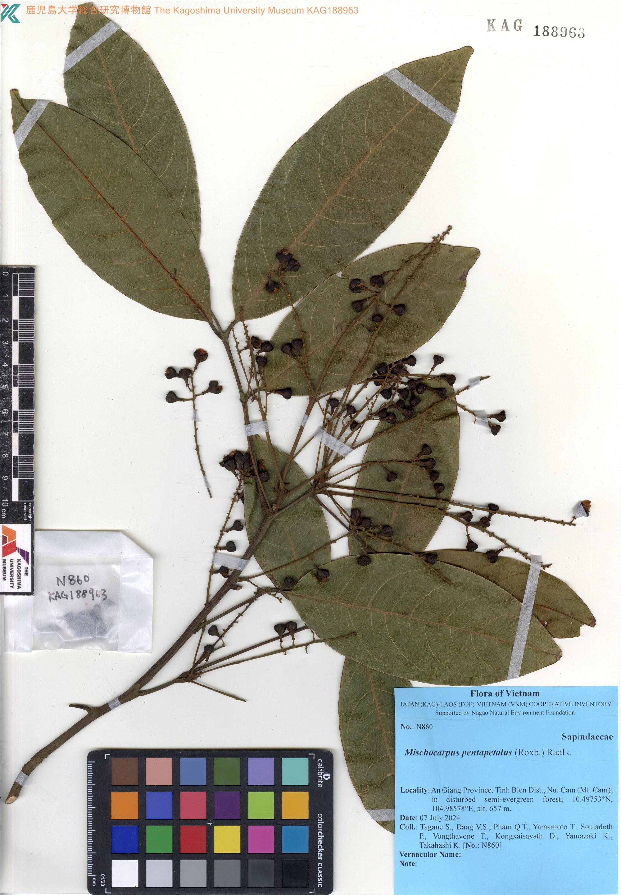 Mischocarpus pentapetalus (Mischocarpus pentapetalus)