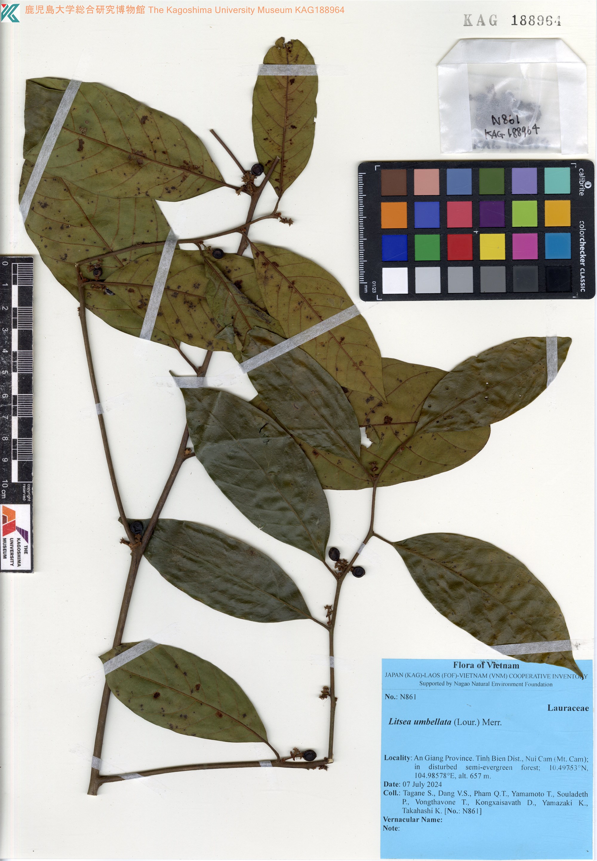 Mò Lông (Litsea umbellata)