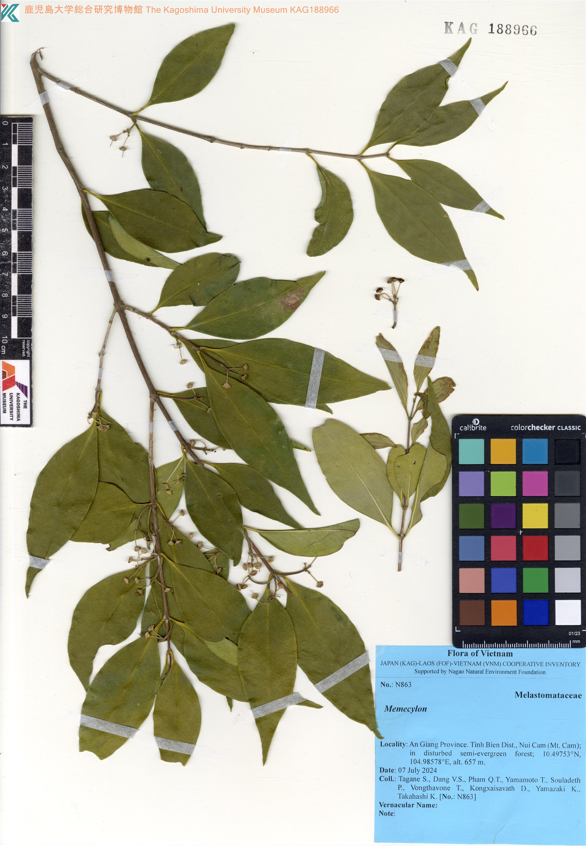 Memecylon chevalieri (Memecylon chevalieri)