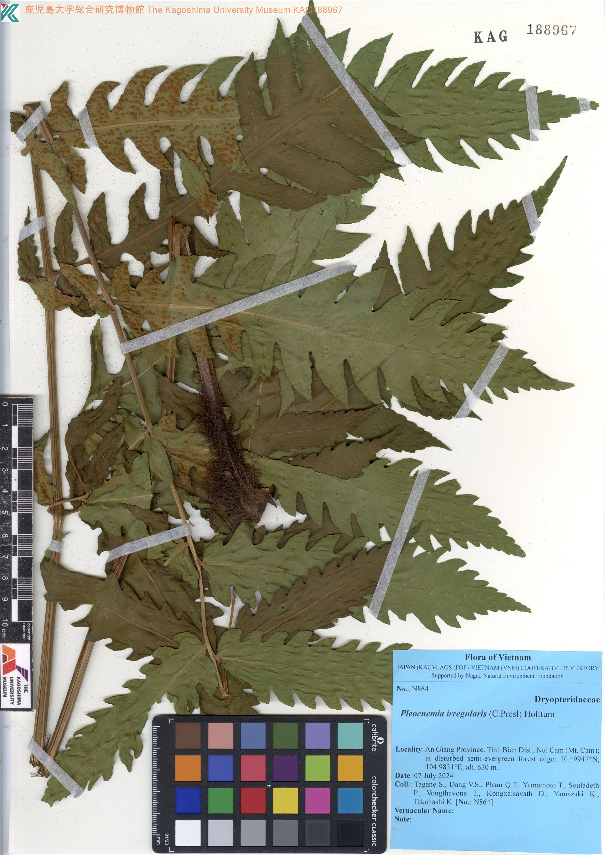 Pleocnemia irregularis (Pleocnemia irregularis)