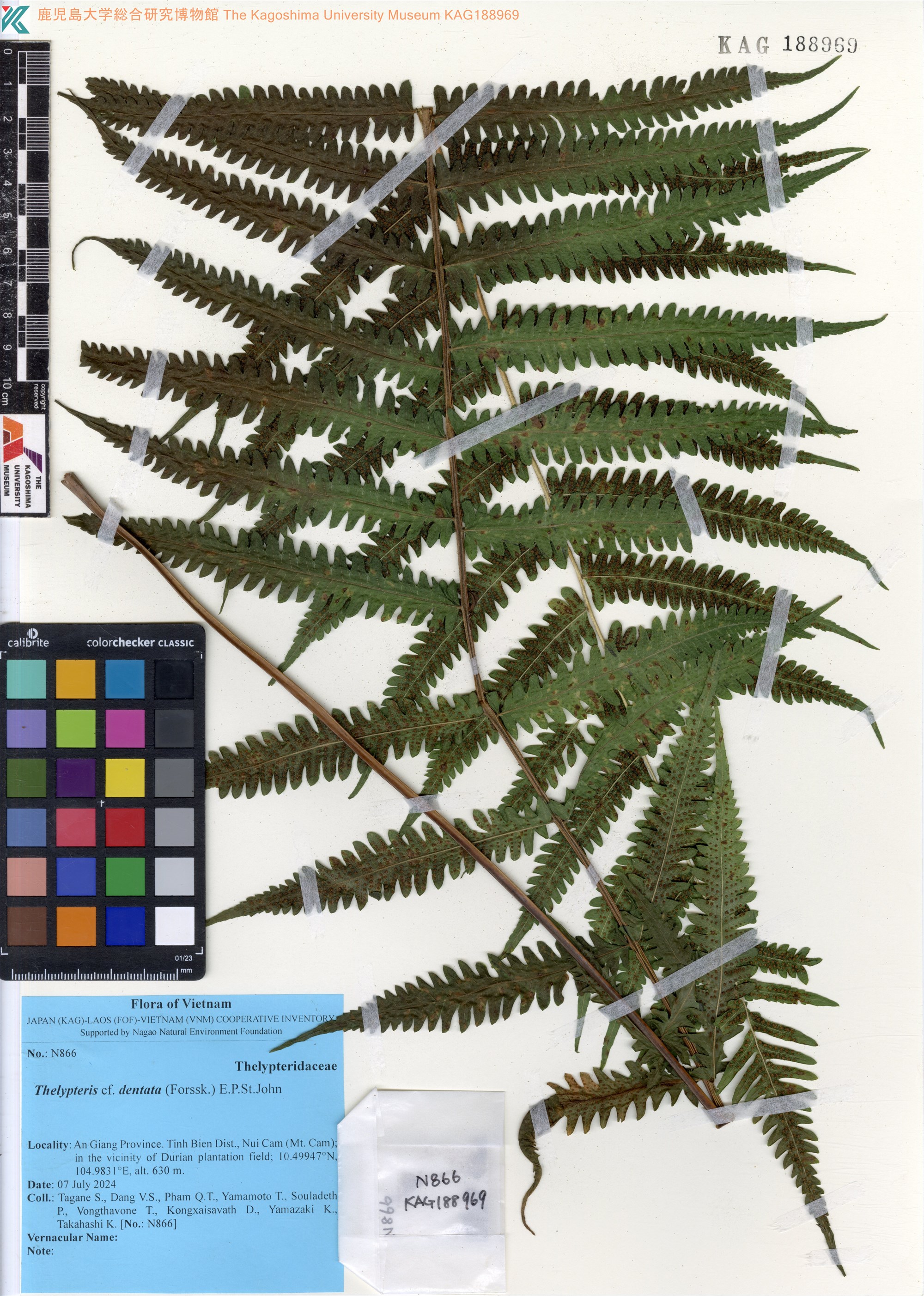 Christella dentata — ảnh 3