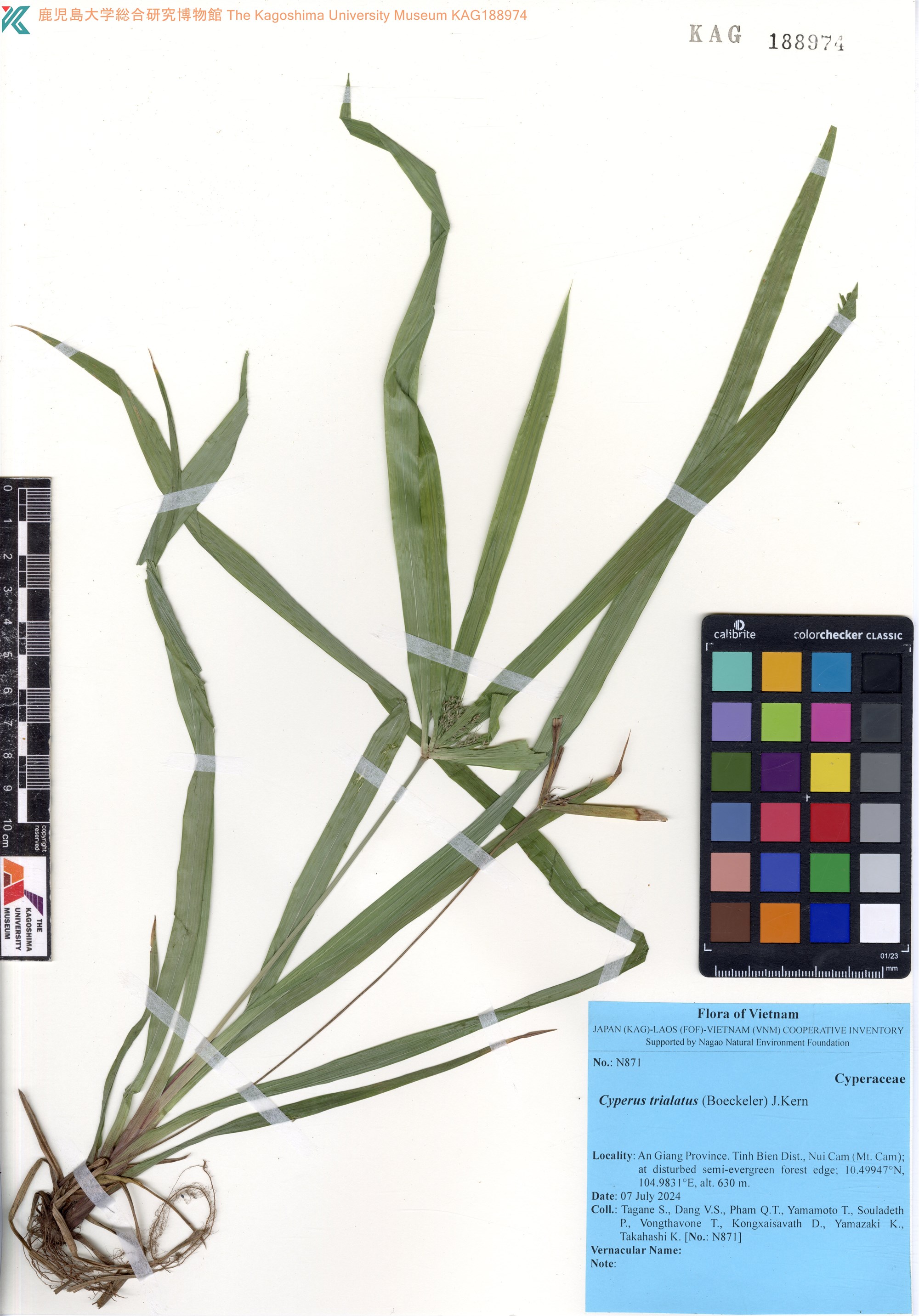 Cyperus trialatus — ảnh 3