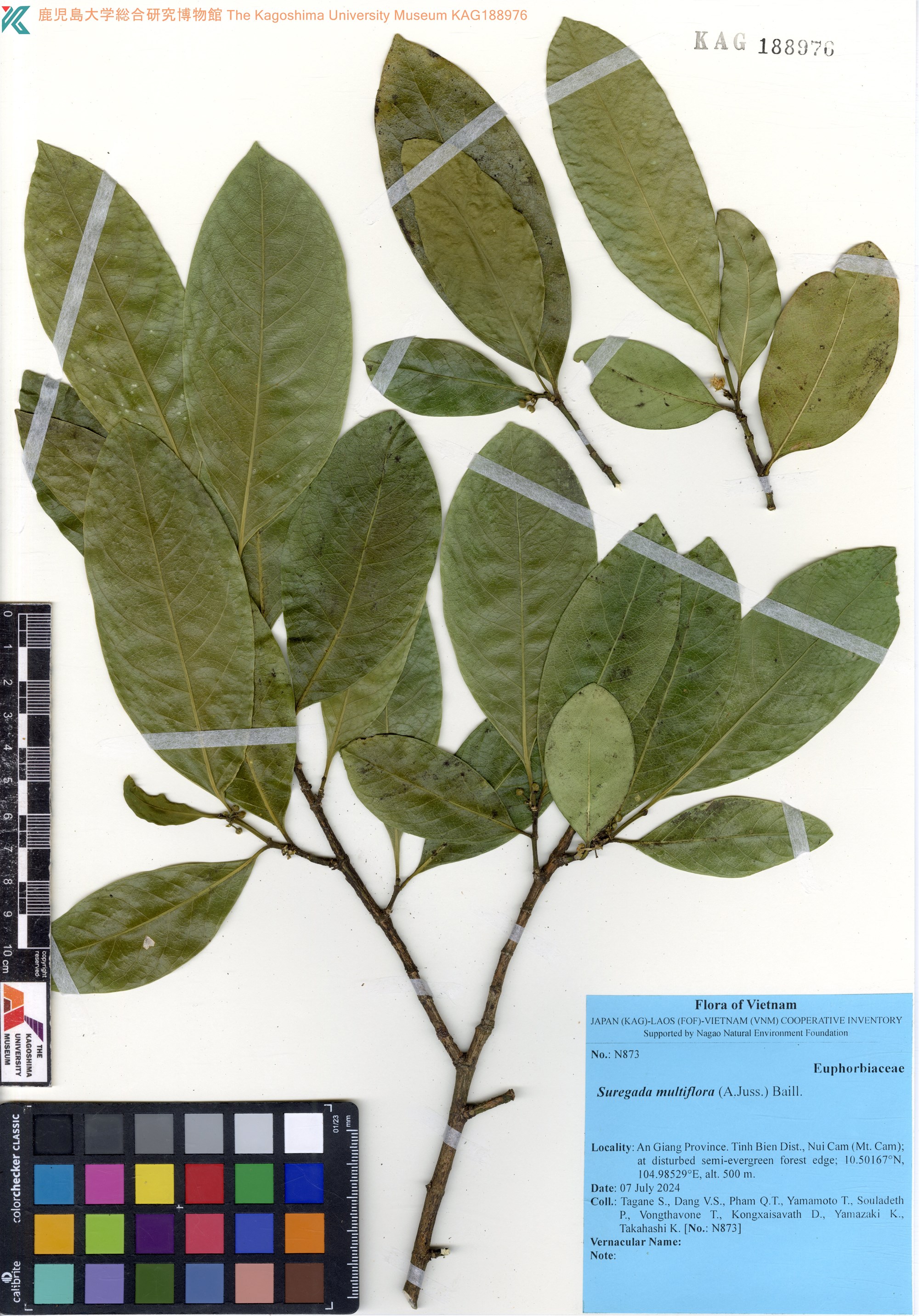 Suregada multiflora — ảnh 2
