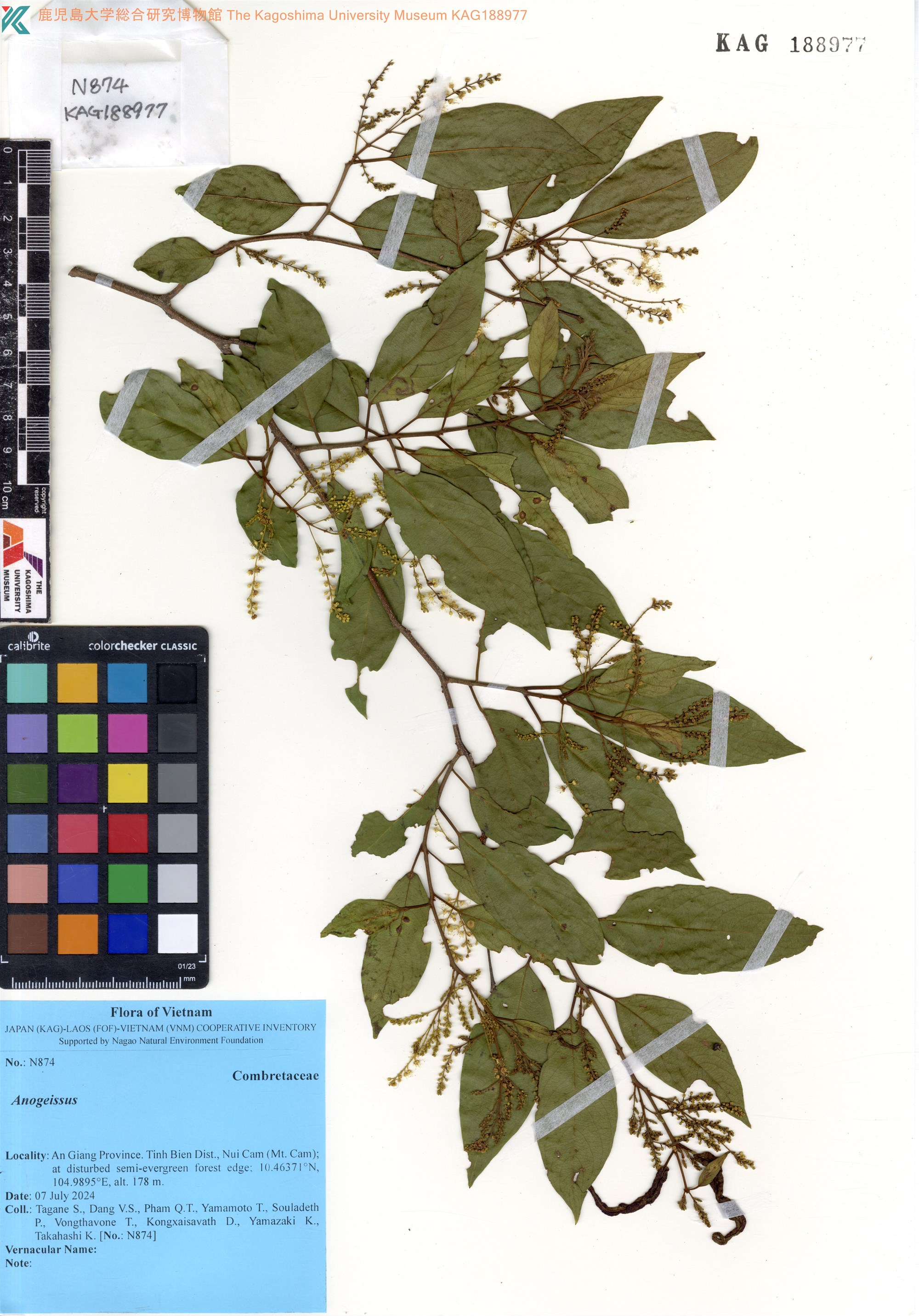 Terminalia acuminata (Terminalia acuminata)